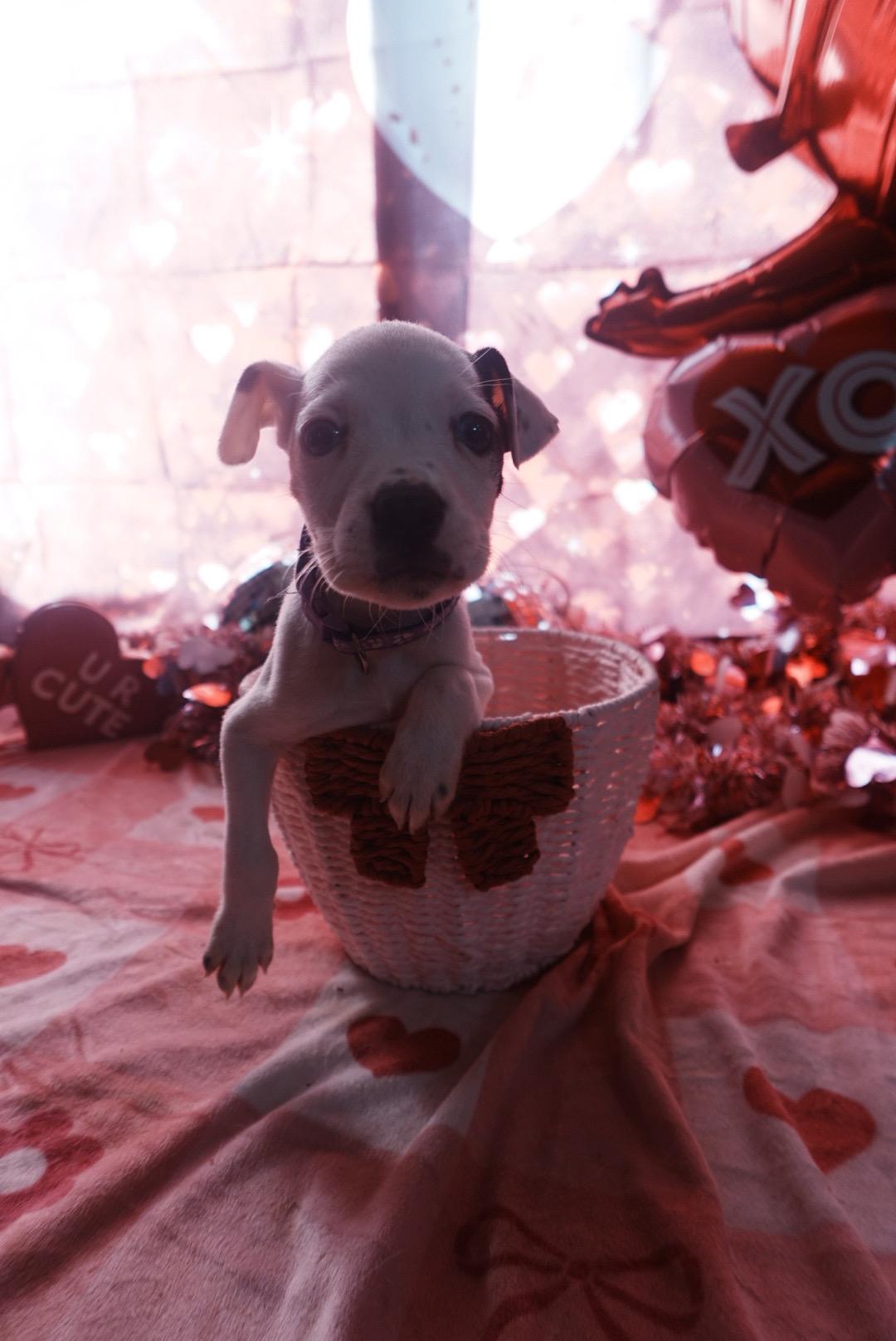 Enlarge Jingle, an adopted mixed breed in Ruston, LA image 2/2