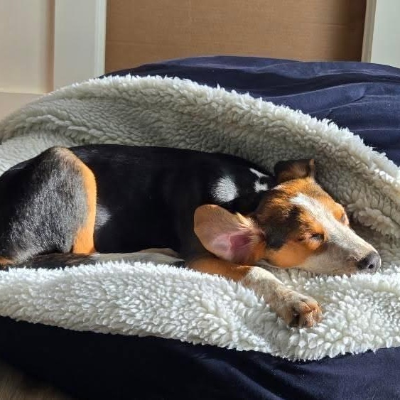 Enlarge Baxter, an adopted Treeing Walker Coonhound in Charlotte, NC image 2/6