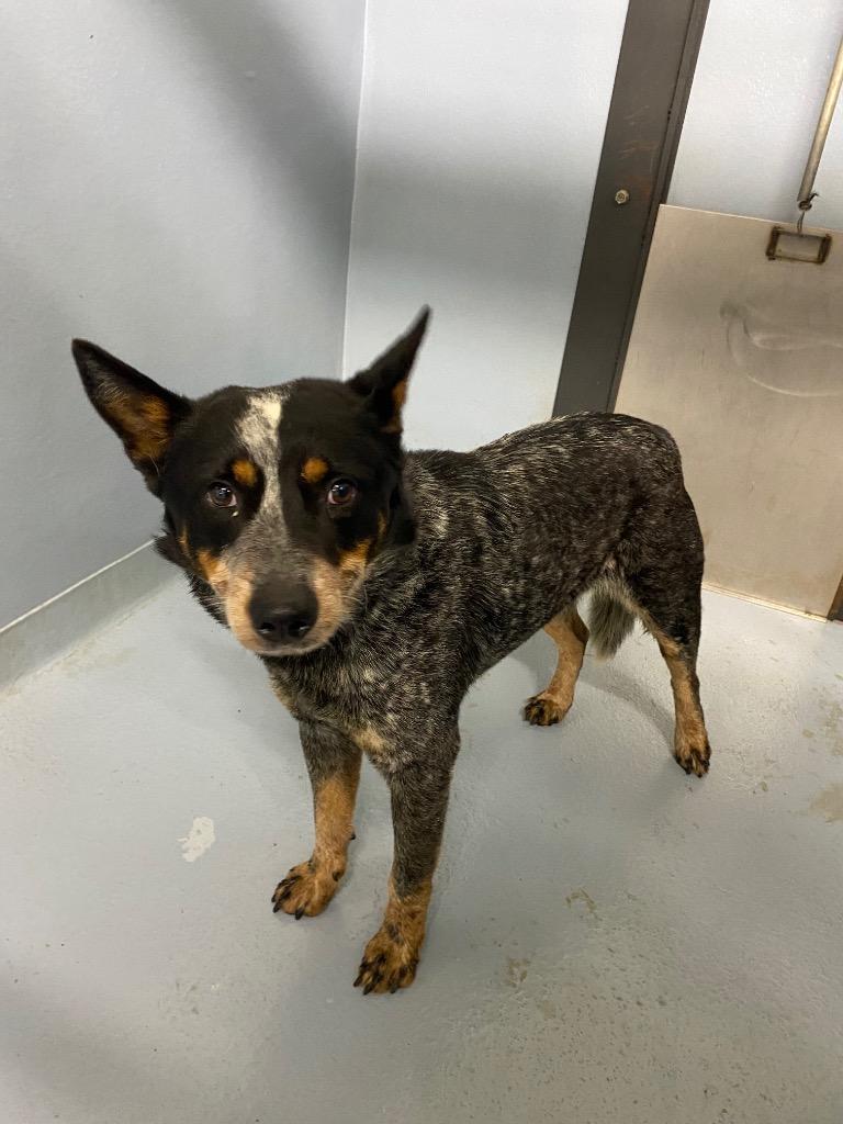 Frito, Adoptable, Young Male Cattle Dog.