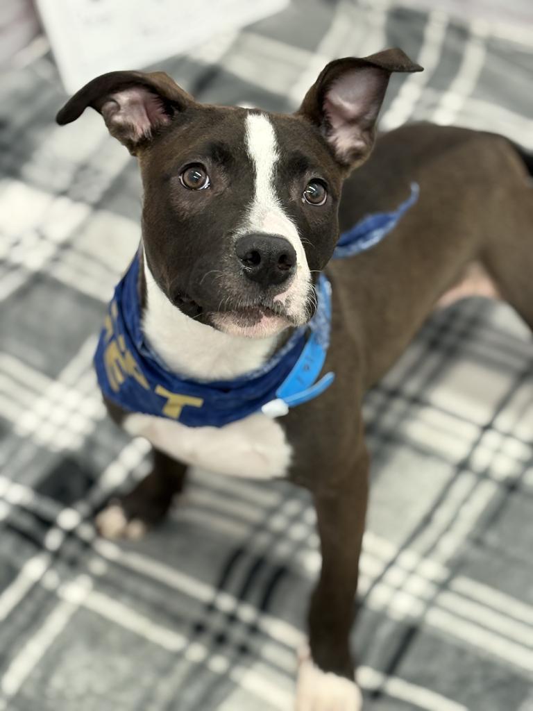 Feldspar, Adoptable, Young Male Mixed Breed.