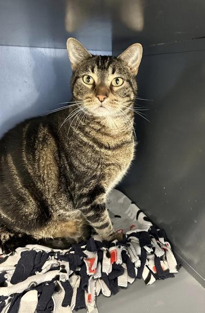 Enlarge Buster, a Adoptable mixed breed in DeKalb, IL image 1/3