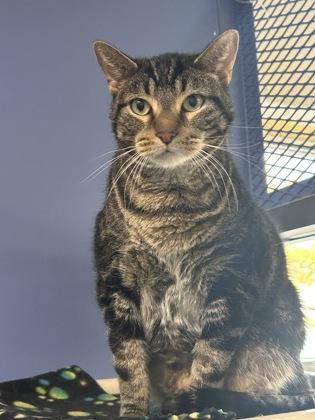 Enlarge Buster, a Adoptable mixed breed in DeKalb, IL image 3/3