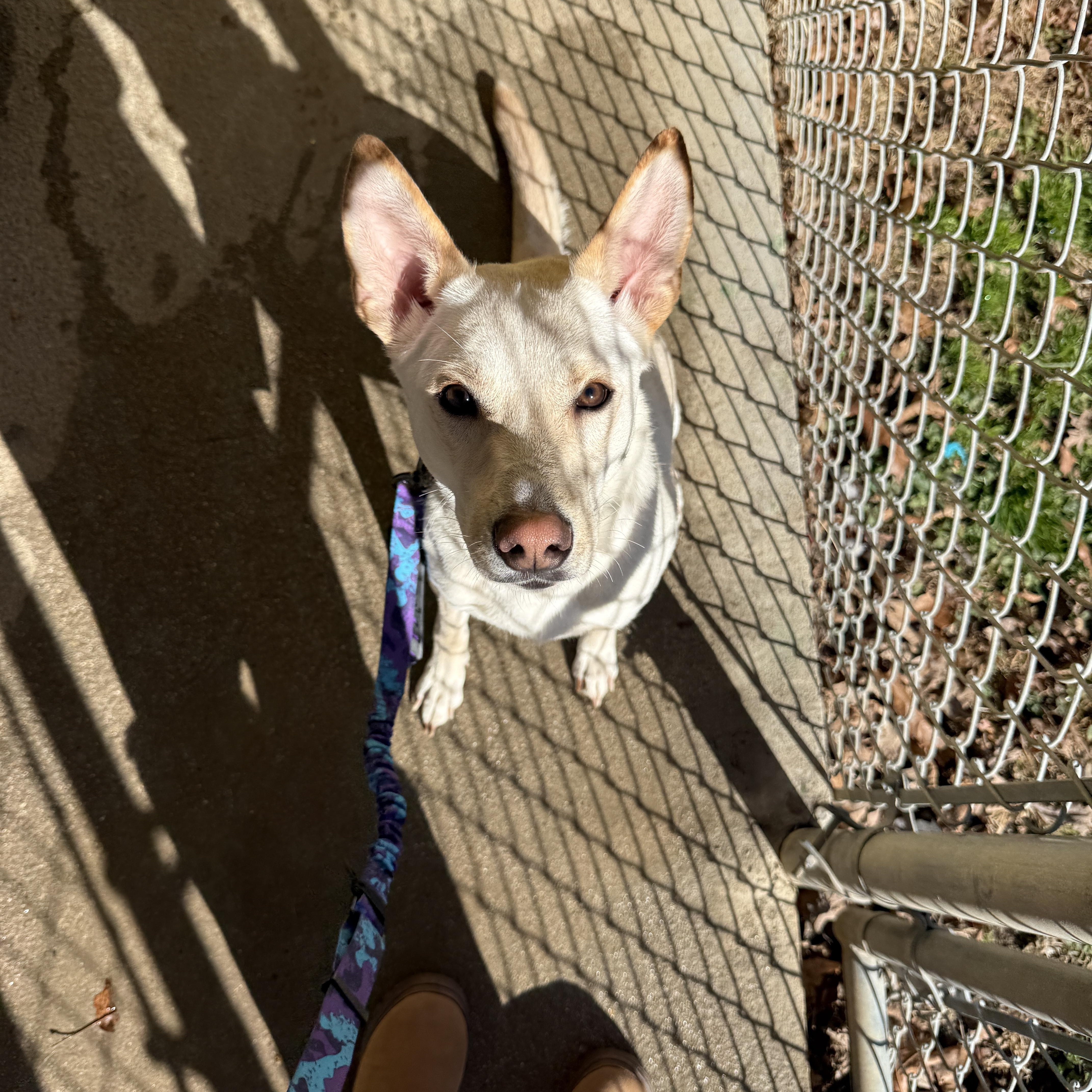 Rue, a Adoptable mixed breed in Franklin, TN, TN image 2/6