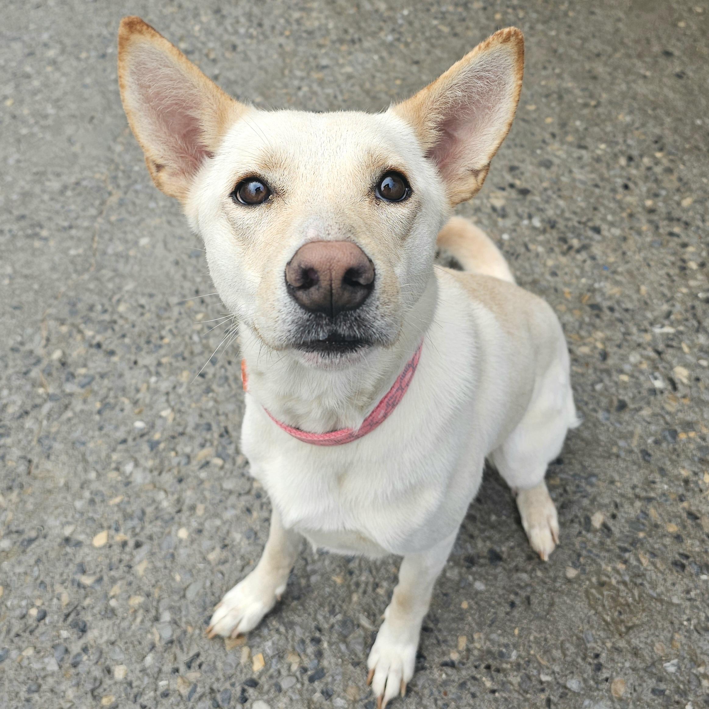 Rue, a Adoptable mixed breed in Franklin, TN, TN image 6/6