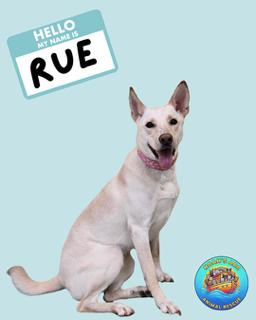 Rue, a Adoptable mixed breed in Franklin, TN, TN image 1/6