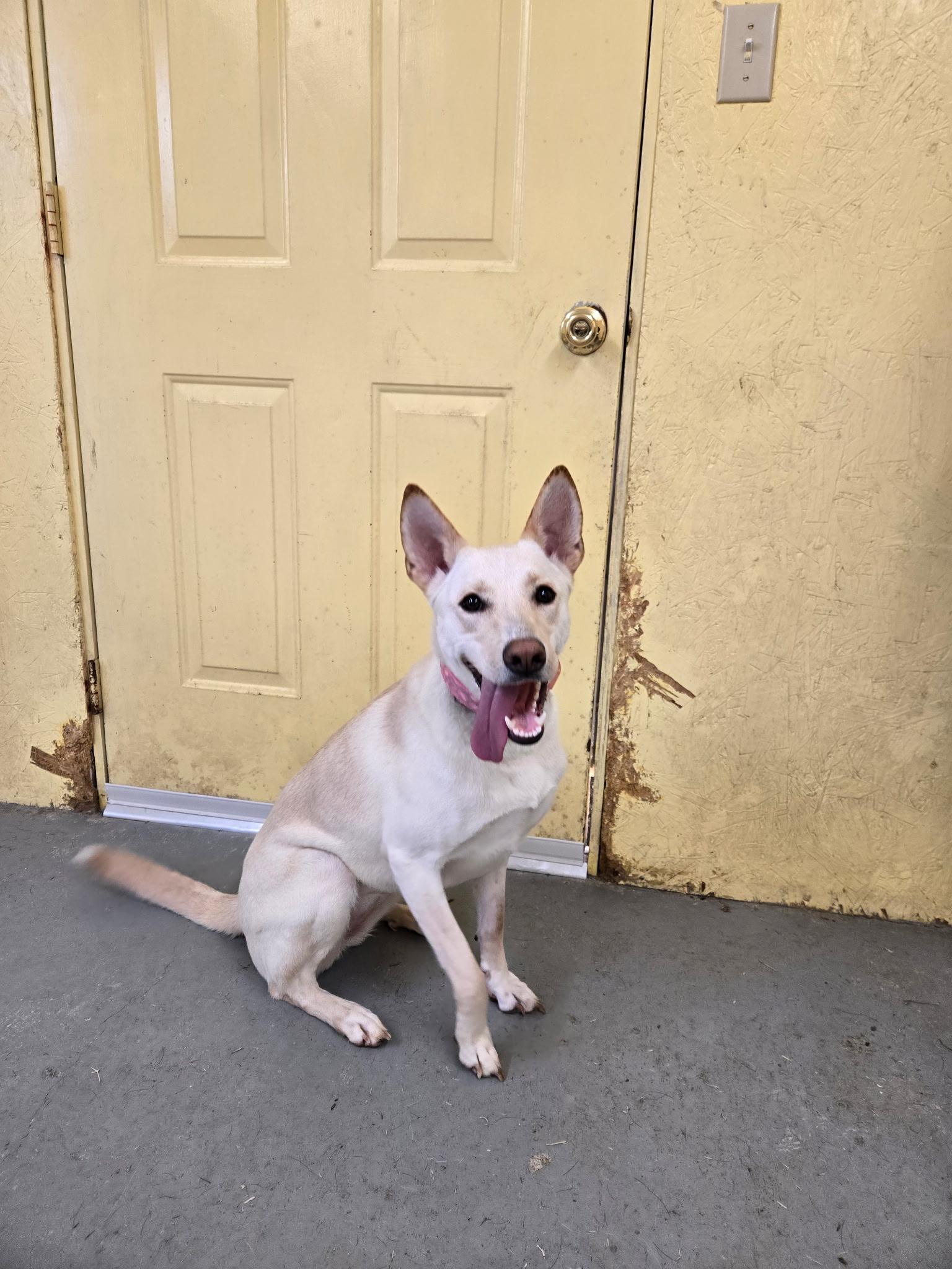 Rue, a Adoptable mixed breed in Franklin, TN, TN image 4/6