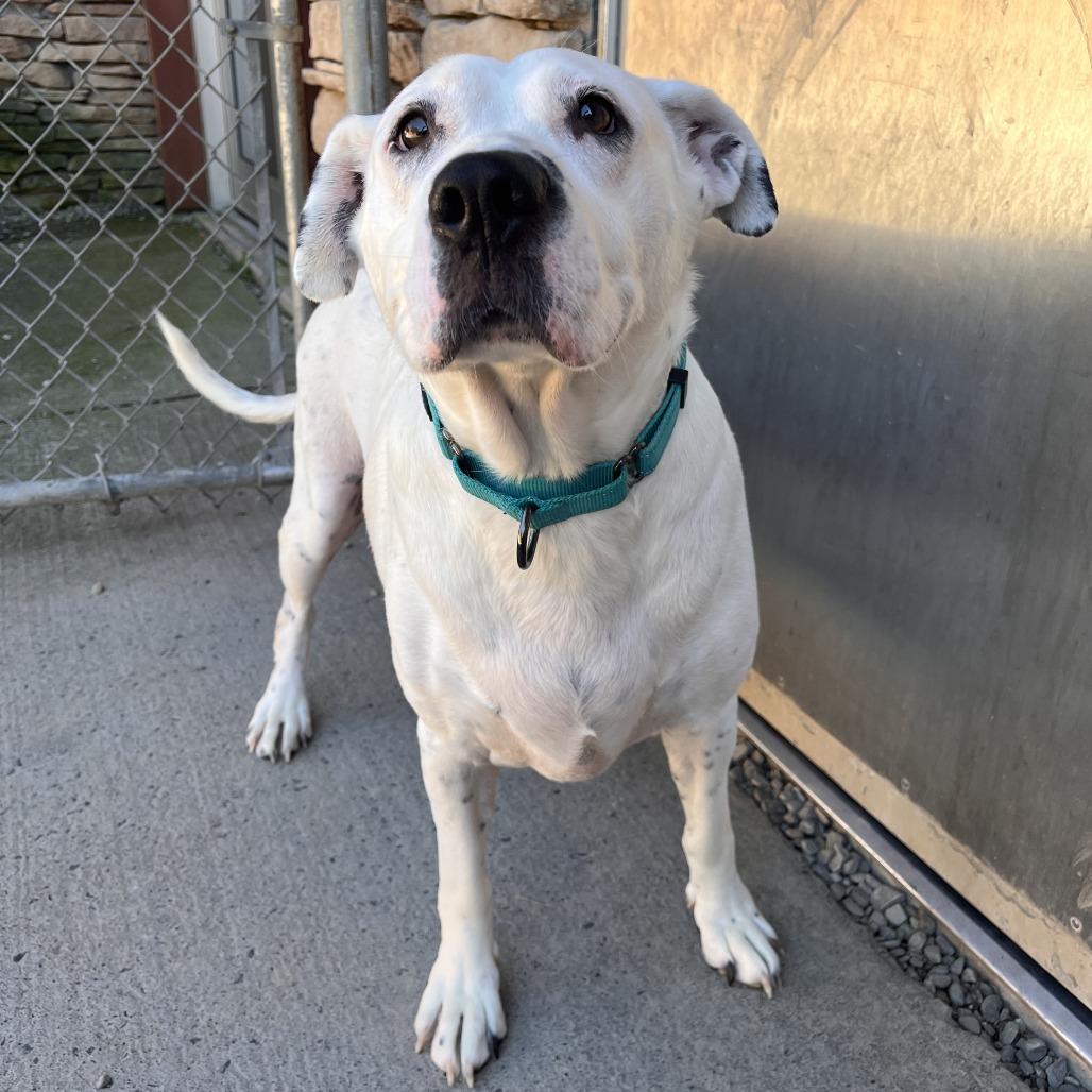 Rosie, Adoptable, Adult Female Mixed Breed.