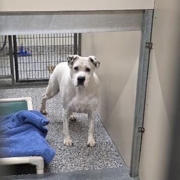 Enlarge Rosie, a Adoptable Mixed Breed in Fairport, NY image 2/5
