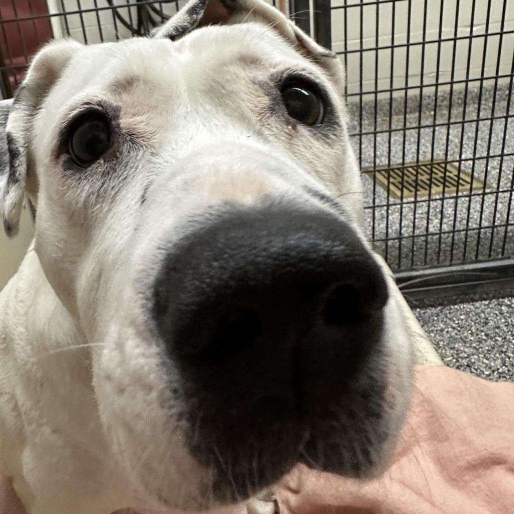 Enlarge Rosie, a Adoptable Mixed Breed in Fairport, NY image 3/5