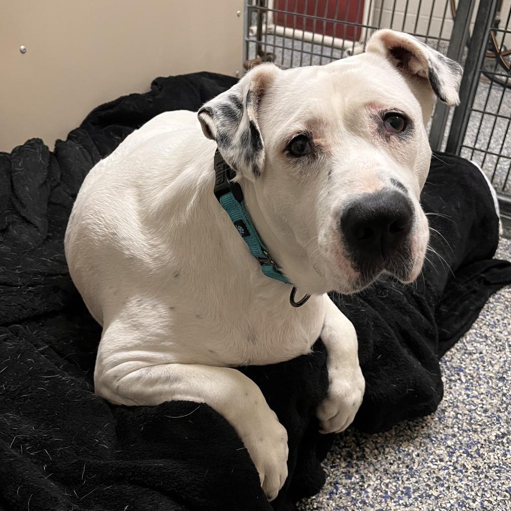 Enlarge Rosie, a Adoptable Mixed Breed in Fairport, NY image 4/5
