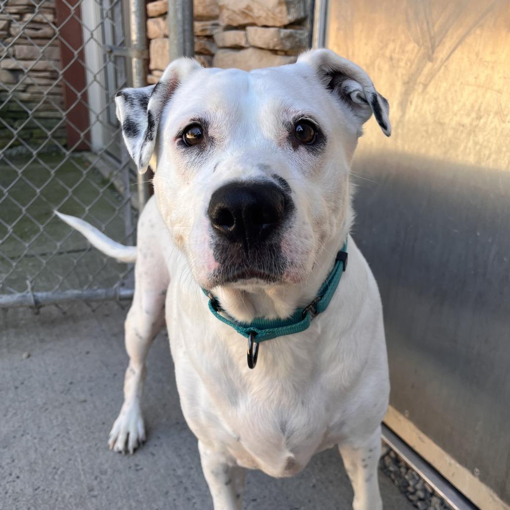 Enlarge Rosie, a Adoptable Mixed Breed in Fairport, NY image 5/5