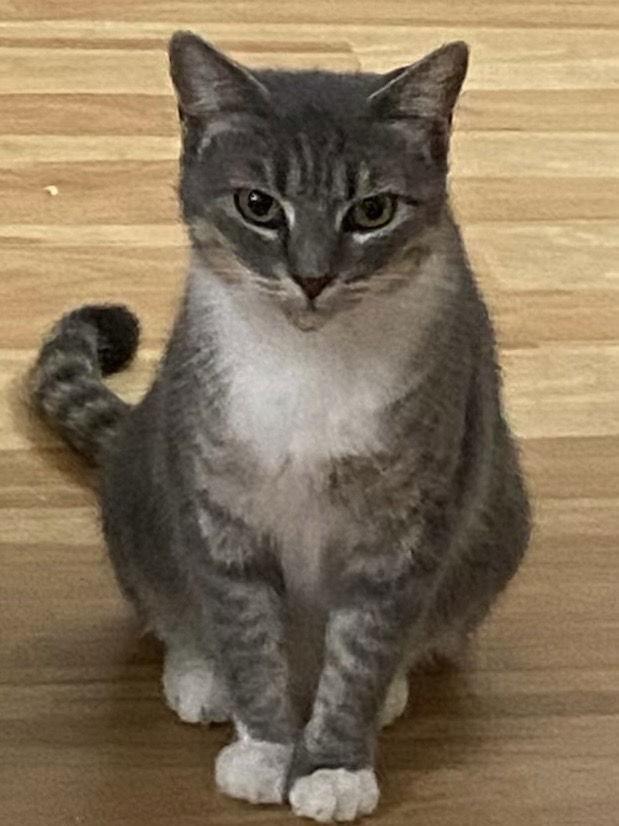 Meredith, Adoptable, Adult Female Domestic Short Hair.
