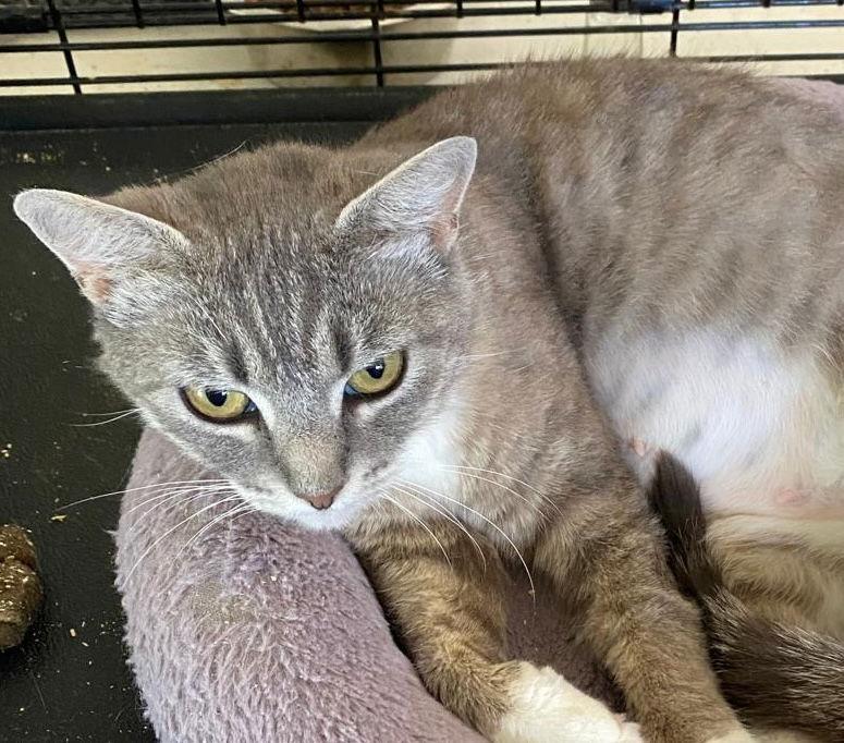 Enlarge Meredith, a Adoptable Domestic Short Hair in Castro Valley, CA image 2/3