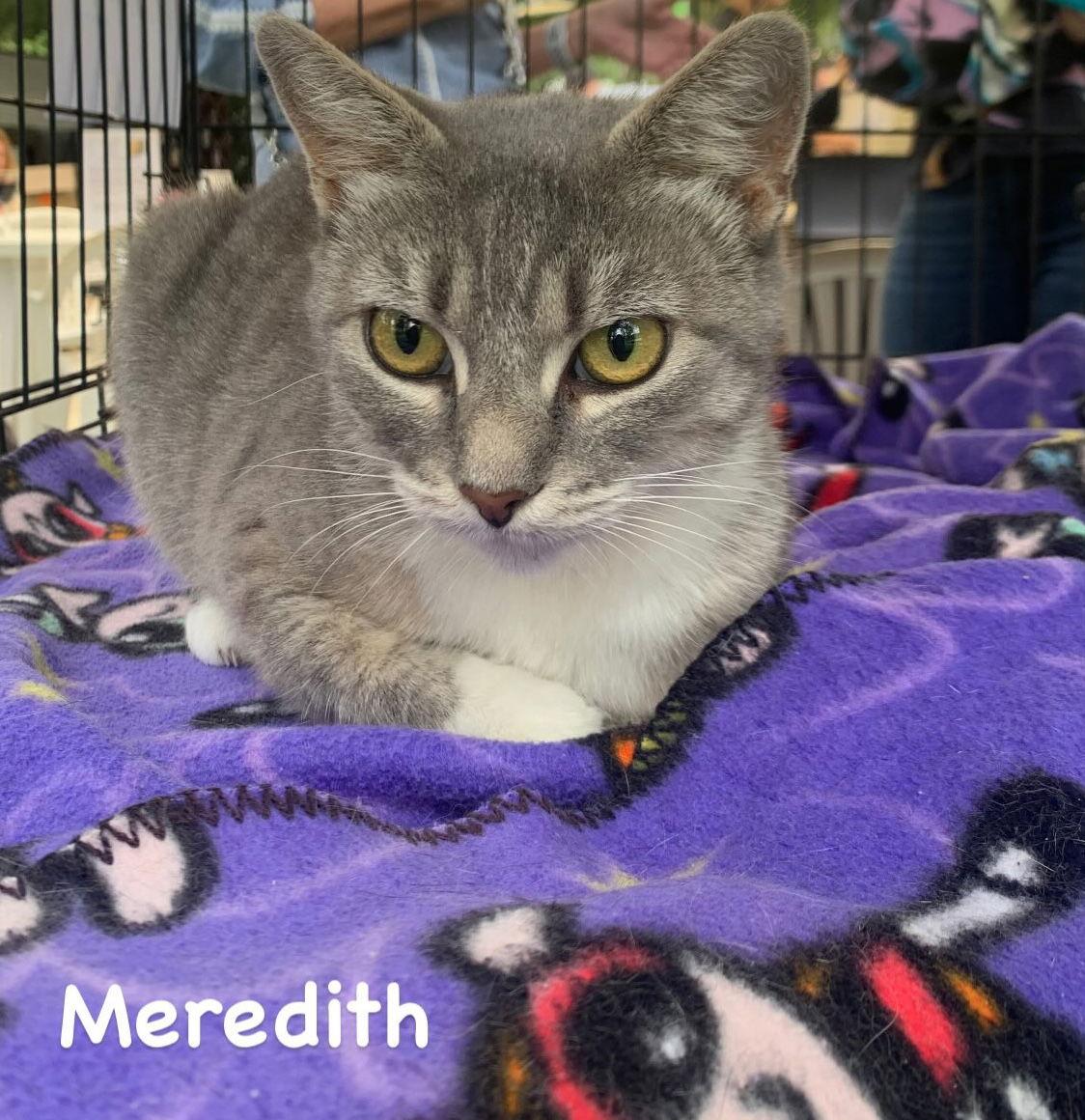 Enlarge Meredith, a Adoptable Domestic Short Hair in Castro Valley, CA image 3/3