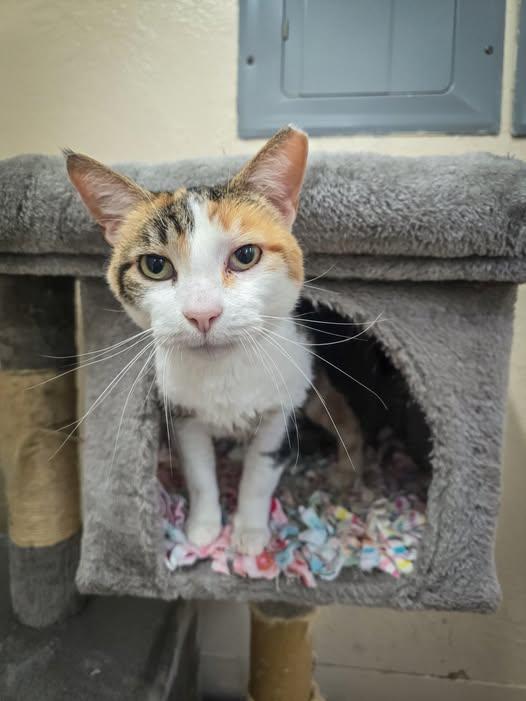 Midge, ADOPTABLE, Senior Female Domestic Short Hair.