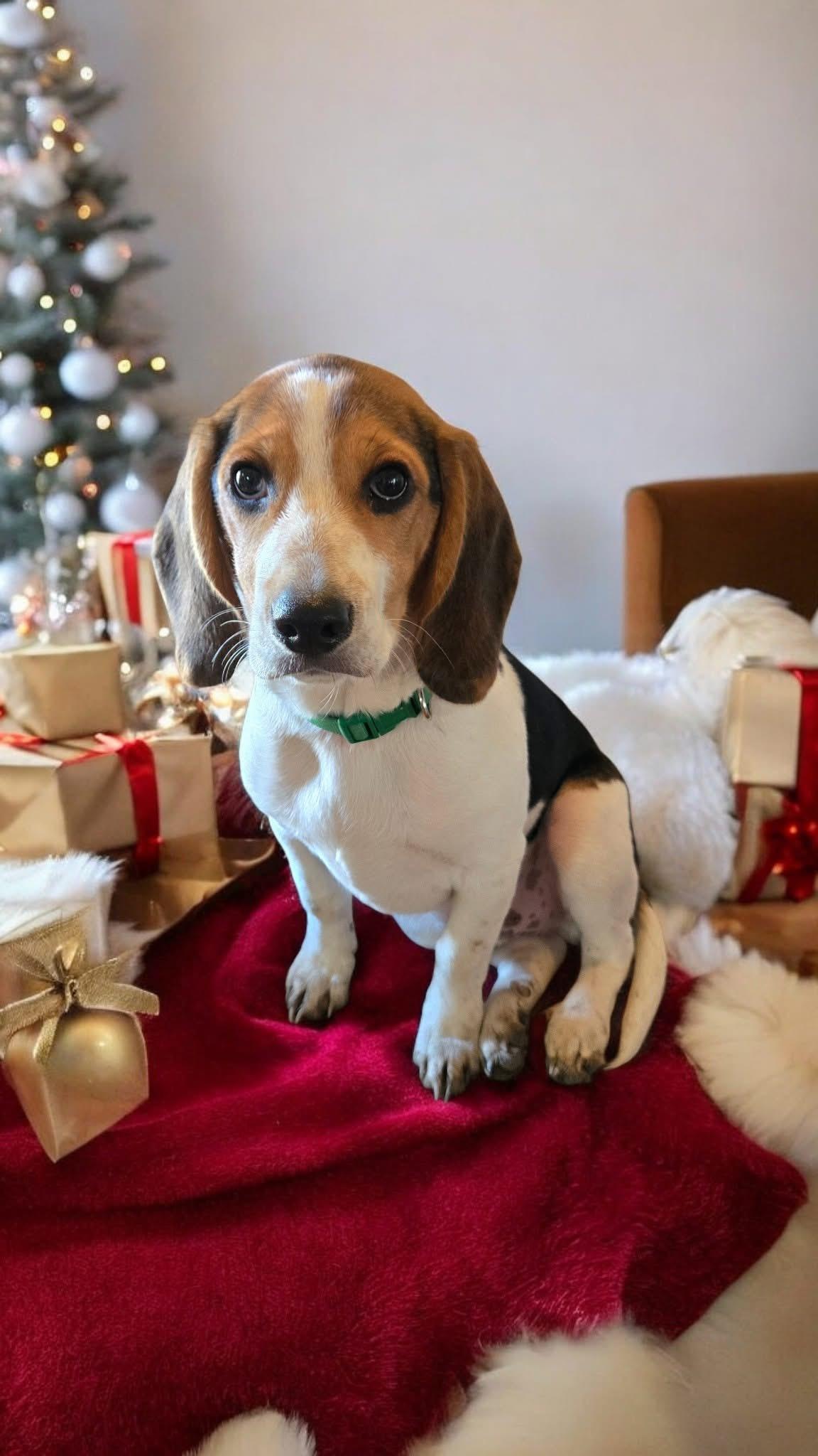 Charlie! Happy Baby Beagle thumbnail 2