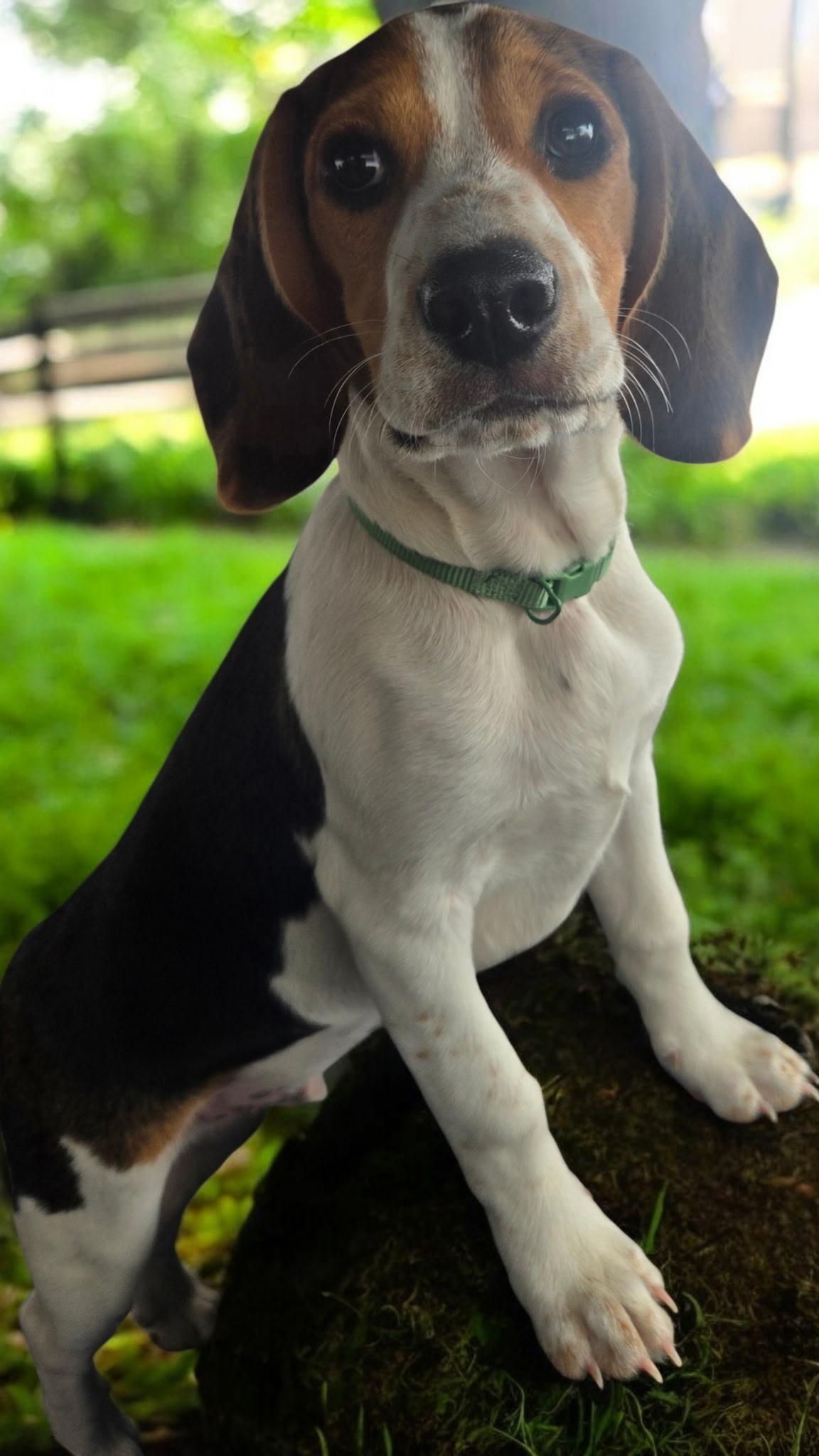 Charlie! Happy Baby Beagle thumbnail 3