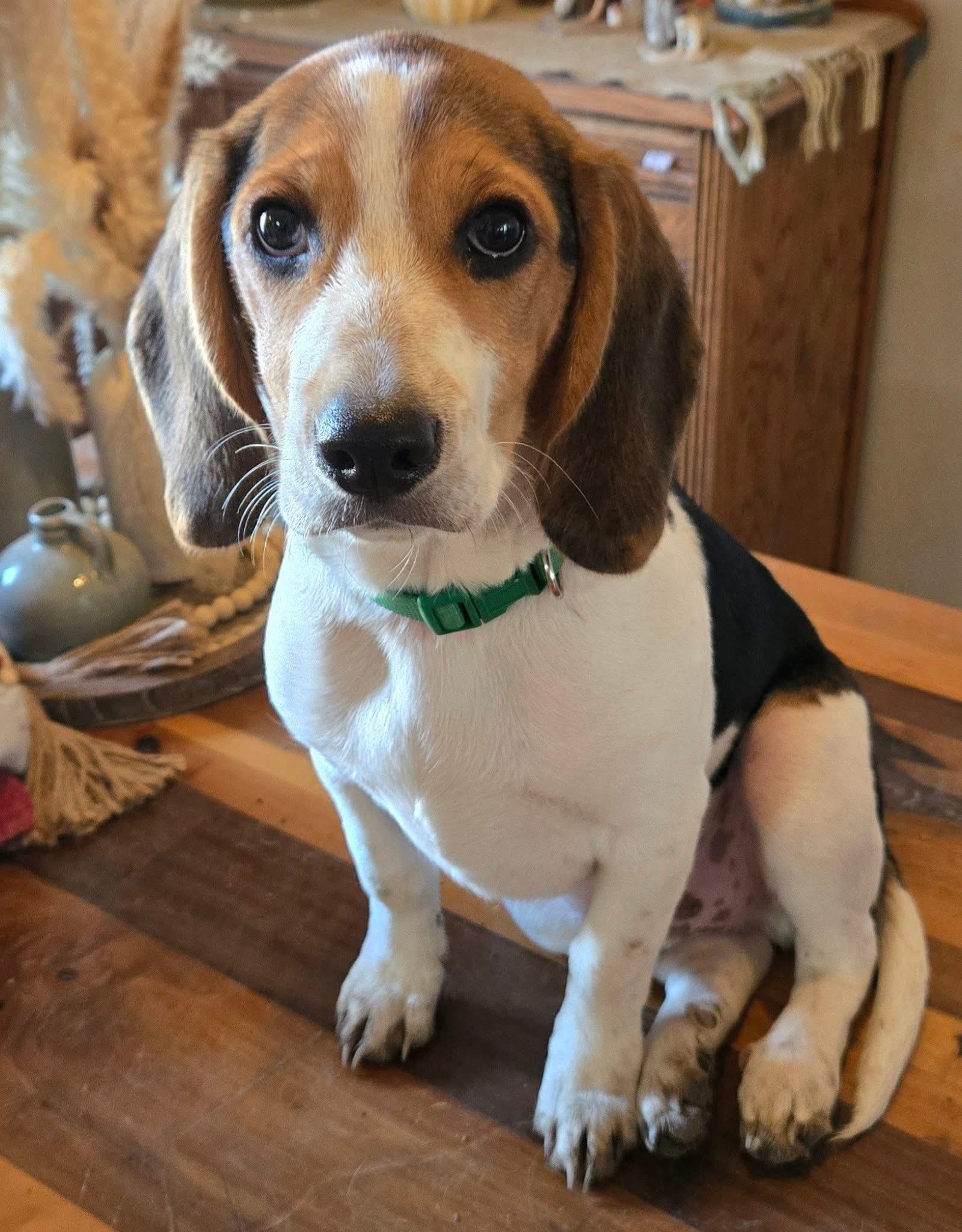 Charlie! Happy Baby Beagle thumbnail 4