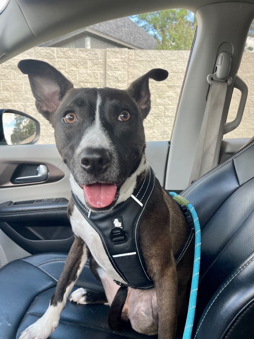 Enlarge Bon Bon aka Bonnie, a Adopted mixed breed in Bend, OR image 2/6