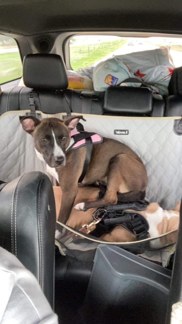 Enlarge Bon Bon aka Bonnie, a Adopted mixed breed in Bend, OR image 3/6