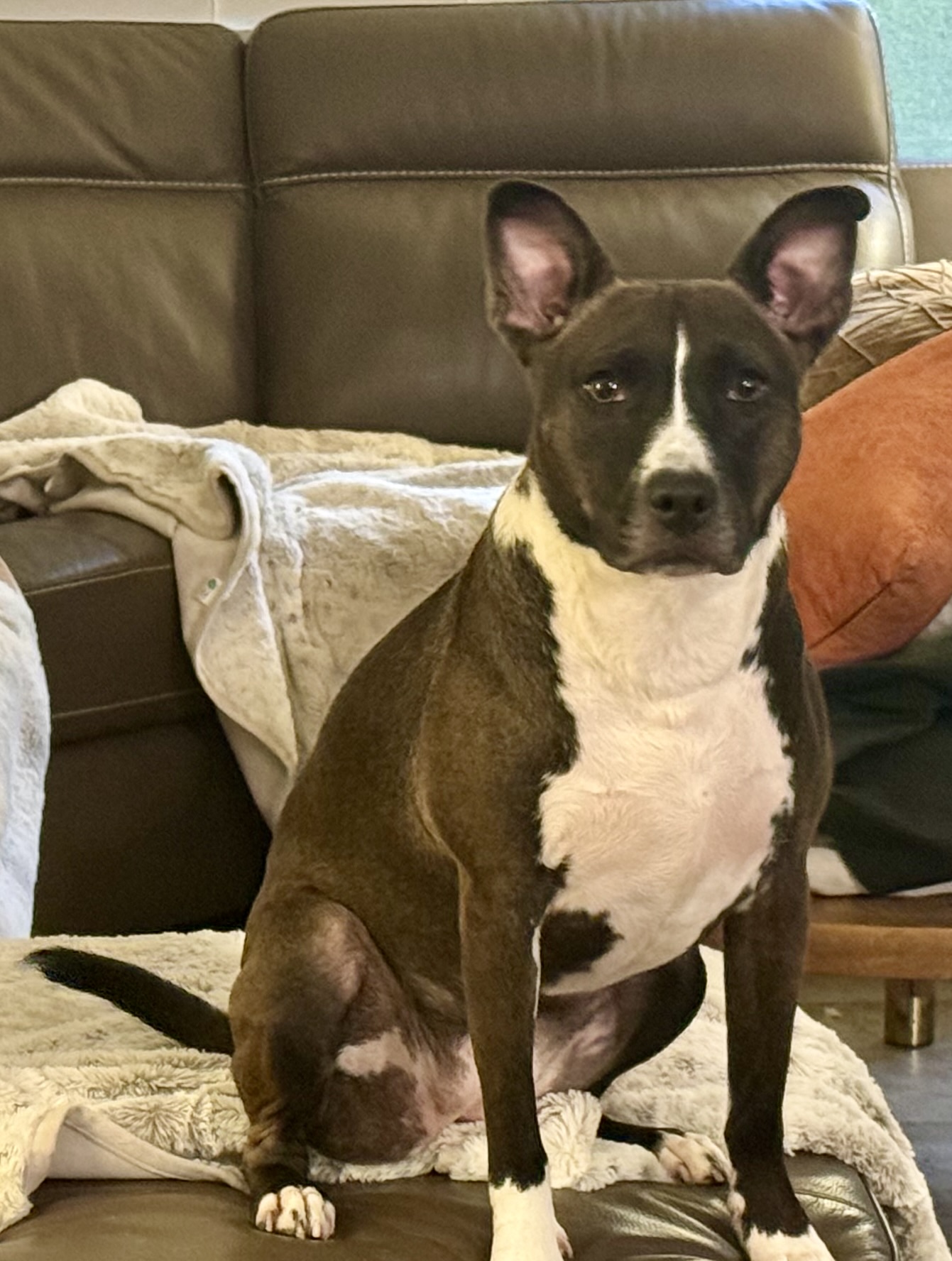 Enlarge Bon Bon aka Bonnie, a Adopted mixed breed in Bend, OR image 1/6