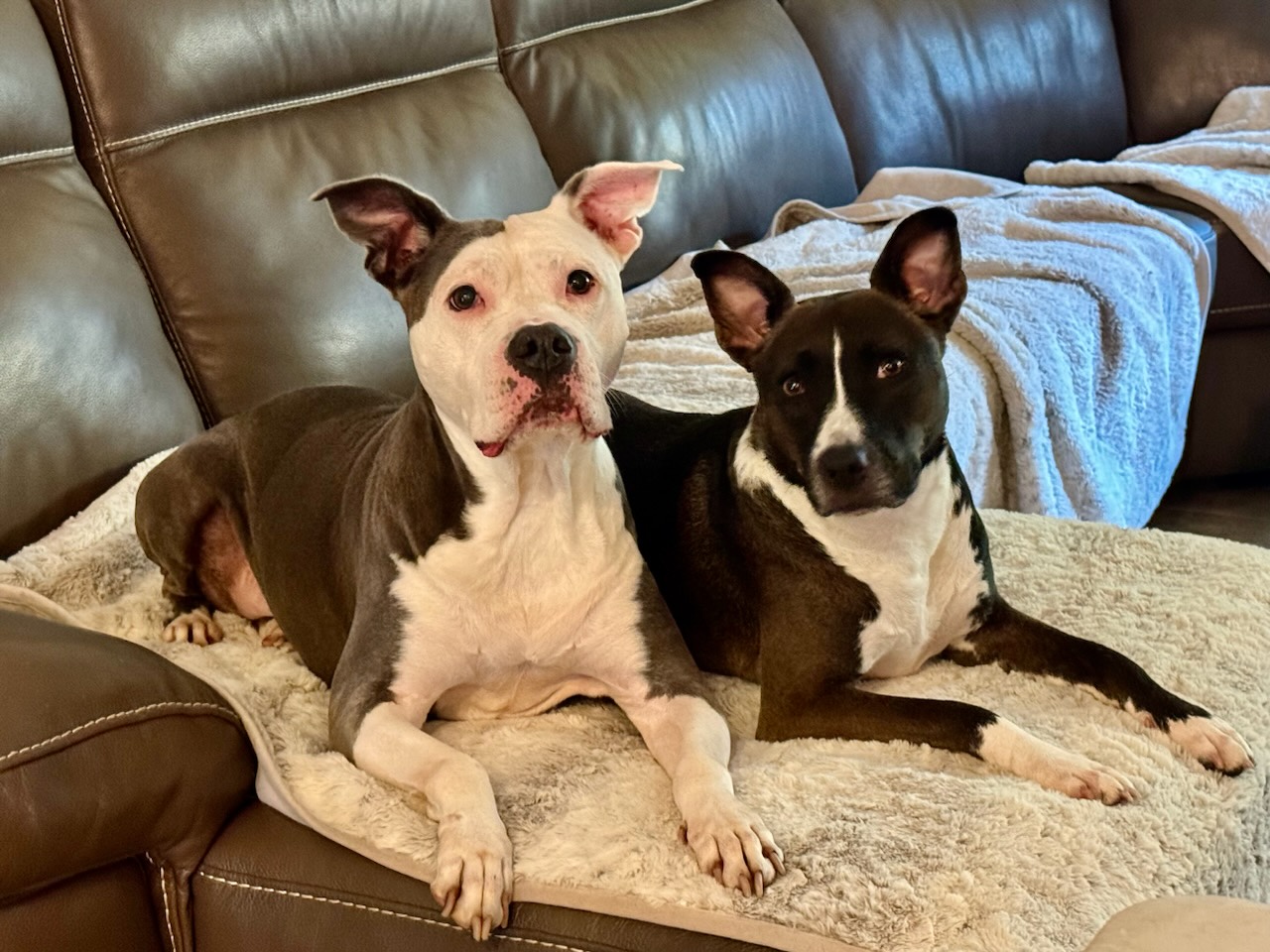 Enlarge Bon Bon aka Bonnie, a Adopted mixed breed in Bend, OR image 4/6