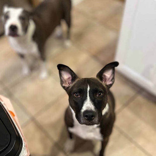 Enlarge Bon Bon aka Bonnie, a Adopted mixed breed in Bend, OR image 5/6