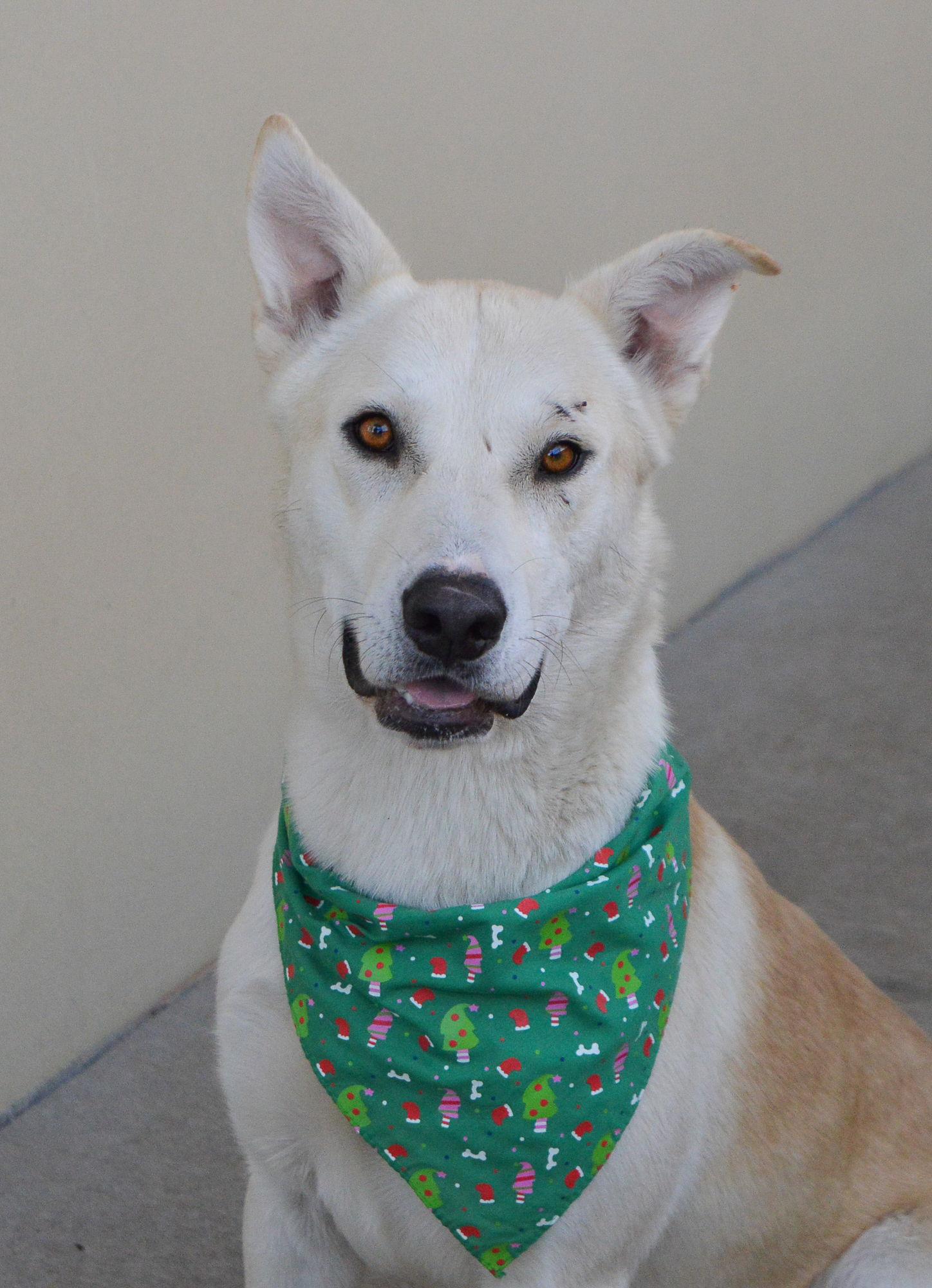 Dickens (In Foster), Adoptable, Young Male Husky.