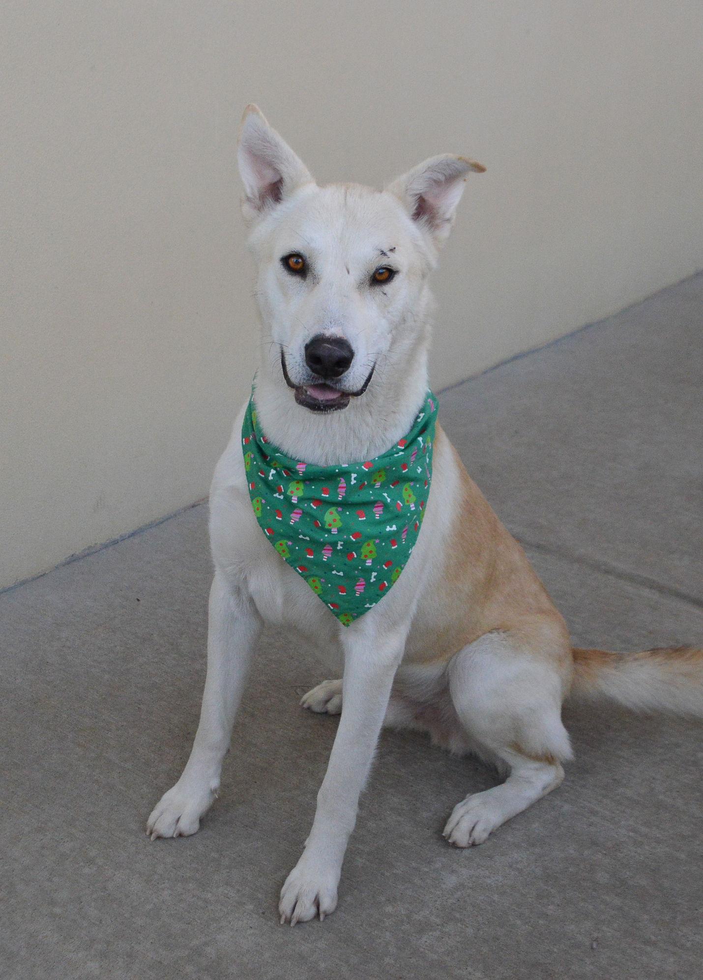 Enlarge Dickens (In Foster), a Adoptable Husky in McKinney, TX image 2/3