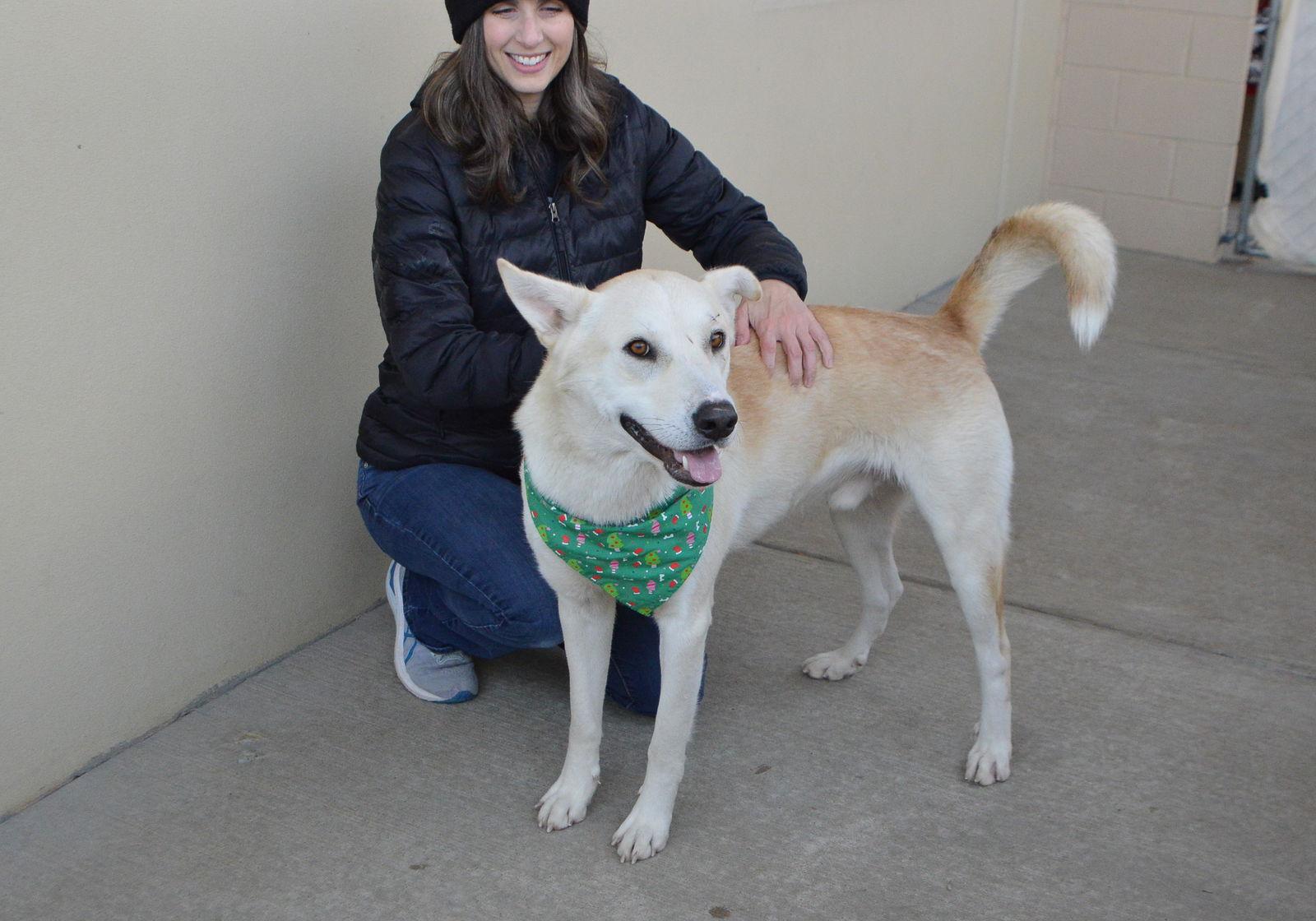 Enlarge Dickens (In Foster), a Adoptable Husky in McKinney, TX image 3/3