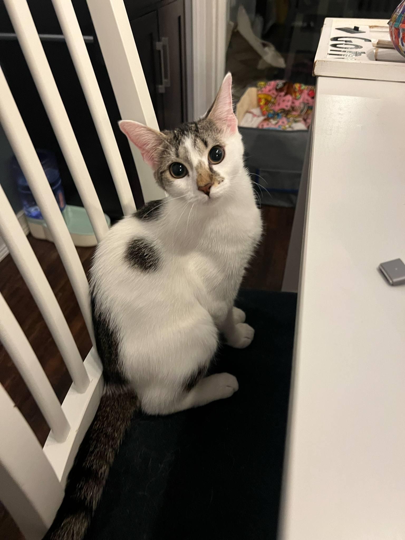 Sammy, a Adoptable British Shorthair in Columbus, OH image 3/4