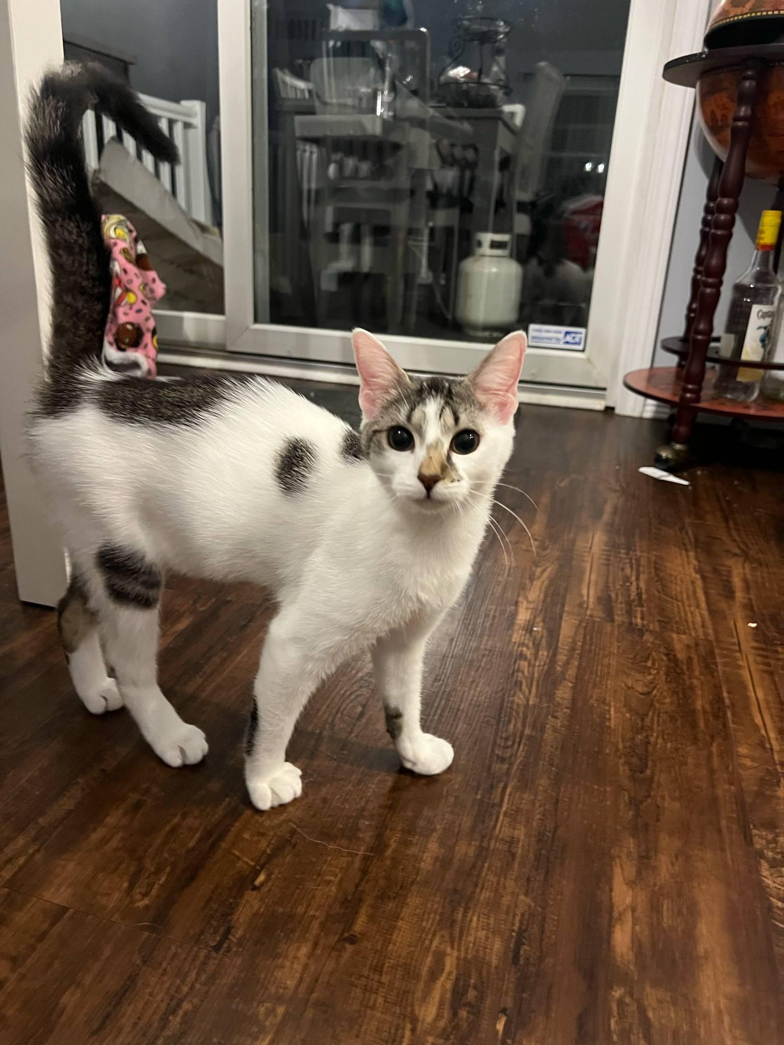 Sammy, a Adoptable British Shorthair in Columbus, OH image 4/4