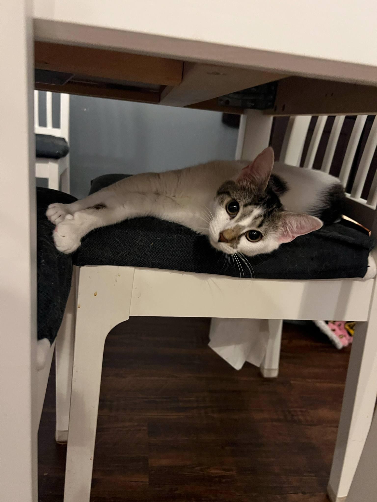 Sammy, a Adoptable British Shorthair in Columbus, OH image 2/4