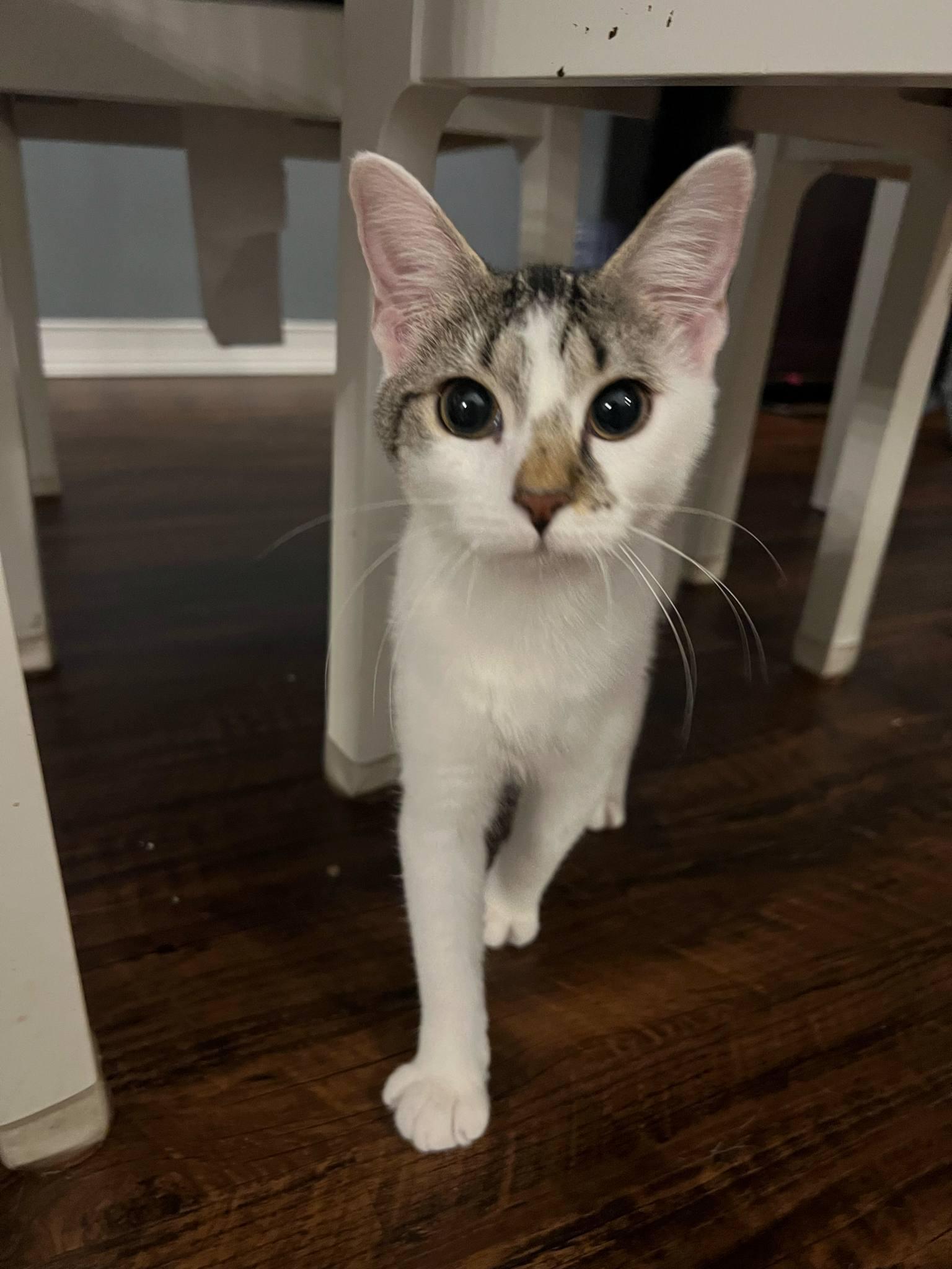 Sammy, Adoptable, Kitten Female British Shorthair.