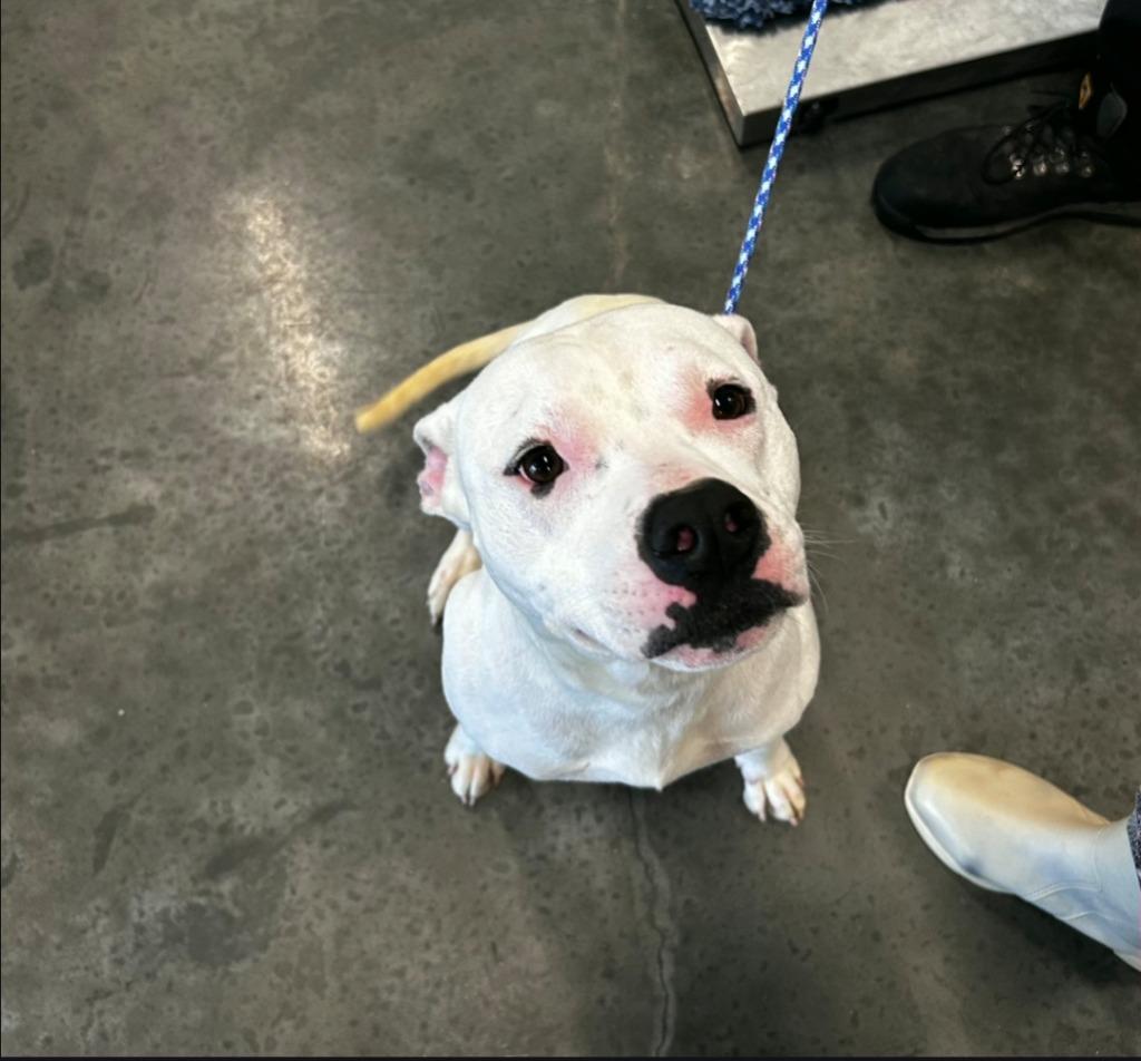 Bully, Adoptable, Young Male Pit Bull Terrier.