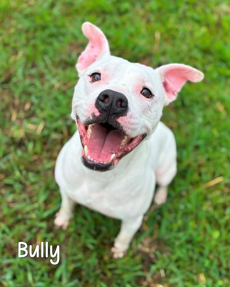Enlarge Bully, a Adoptable Pit Bull Terrier in Gautier, MS image 2/5