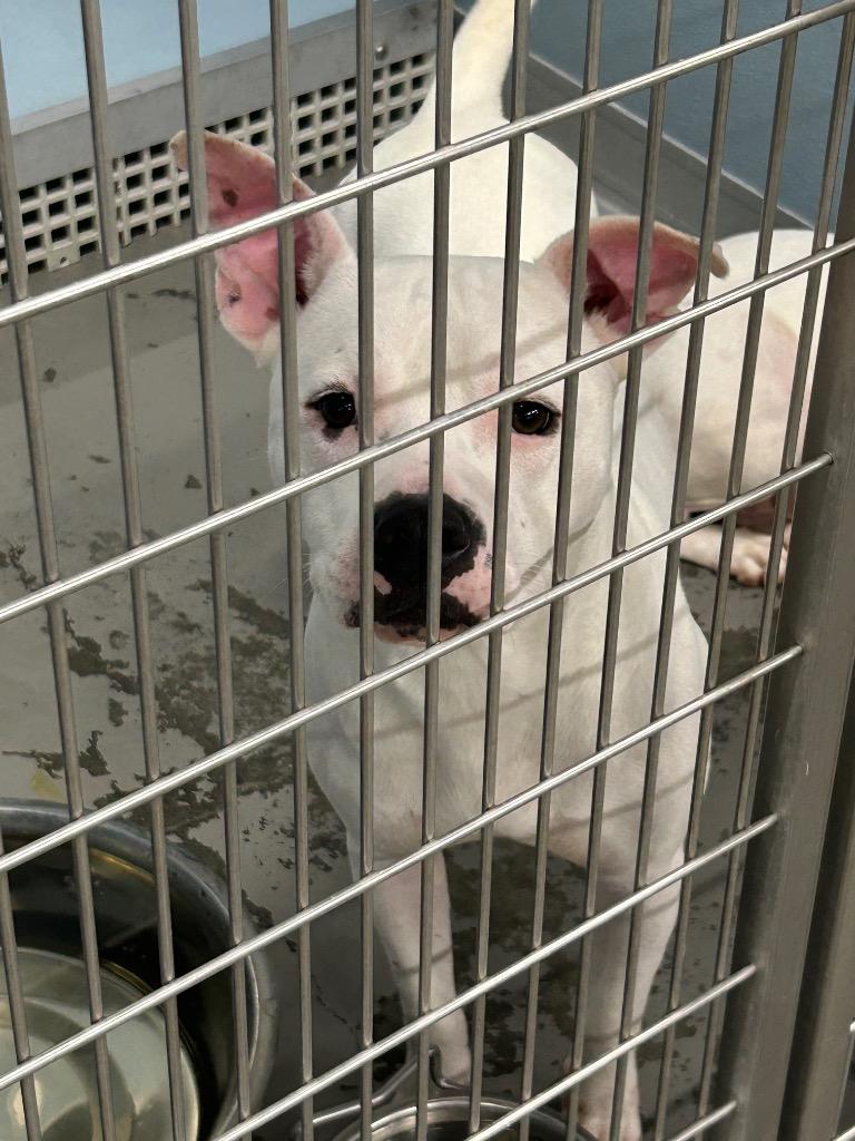 Enlarge Bully, a Adoptable Pit Bull Terrier in Gautier, MS image 3/5