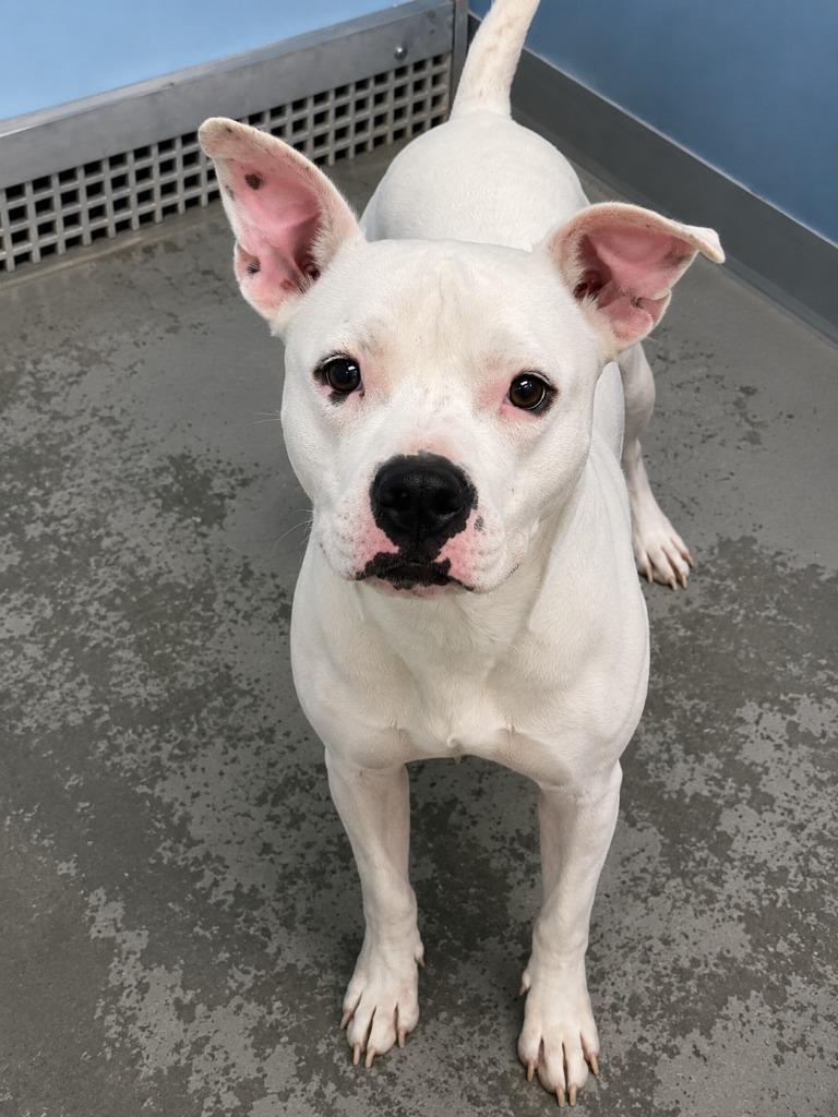 Enlarge Bully, a Adoptable Pit Bull Terrier in Gautier, MS image 4/5