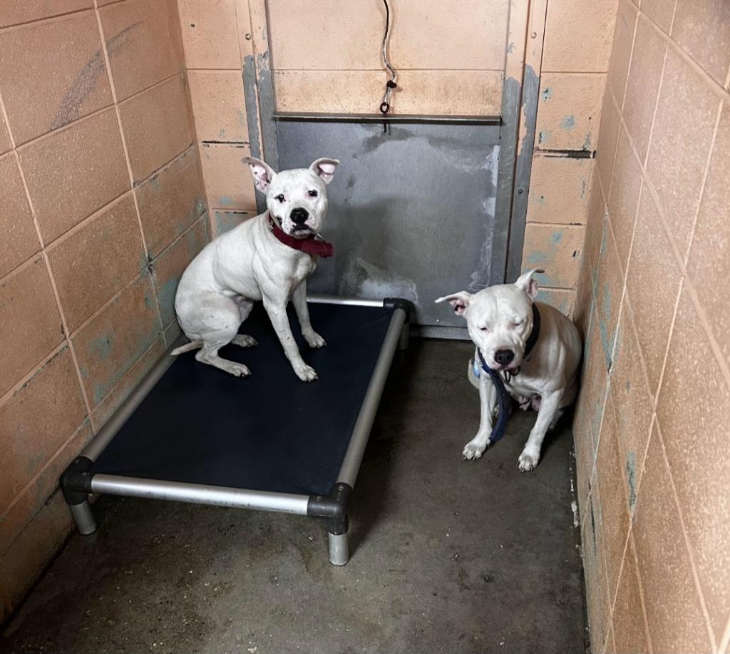 Enlarge Bully, a Adoptable Pit Bull Terrier in Gautier, MS image 5/5