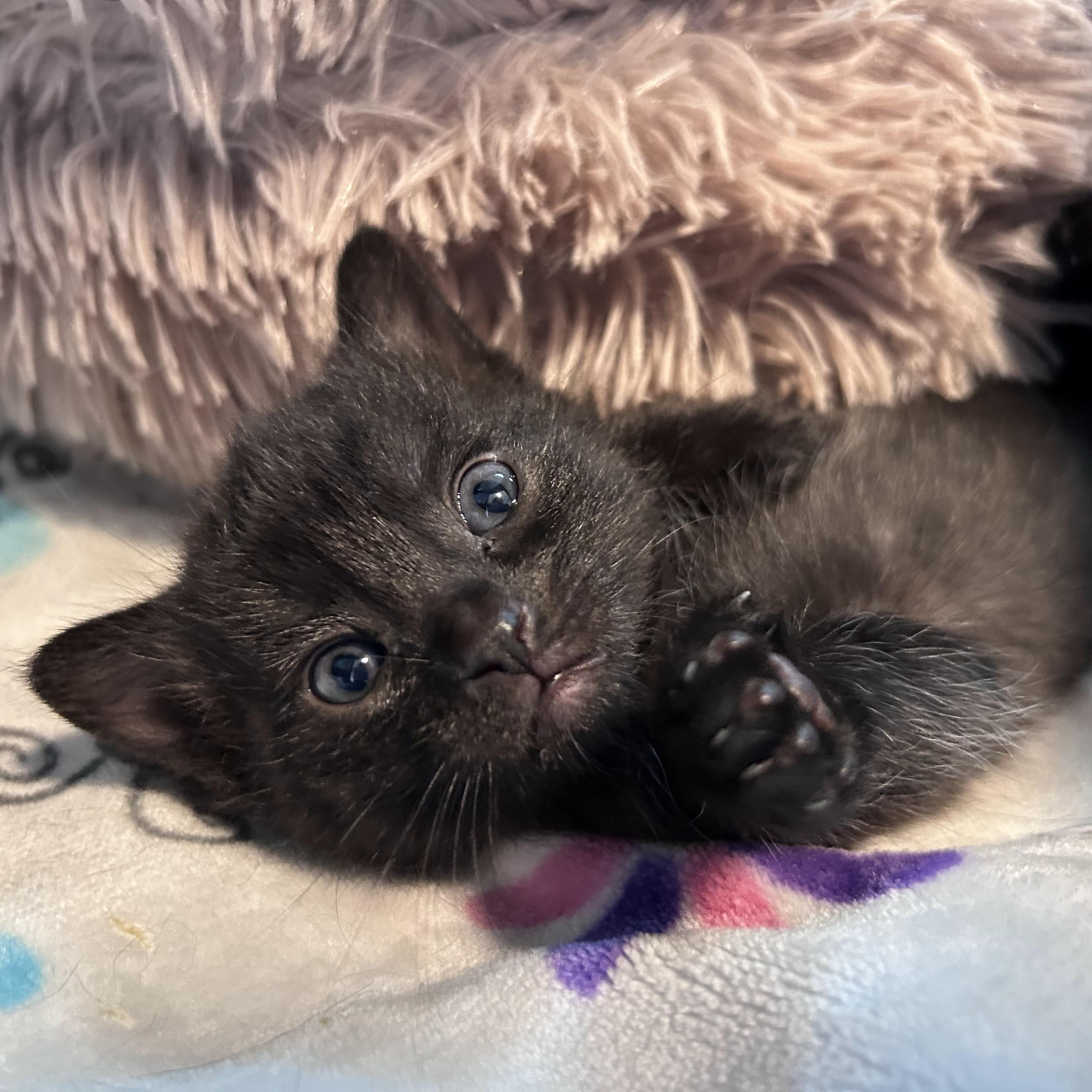 Crackle, Adoptable, Kitten Female Domestic Short Hair.