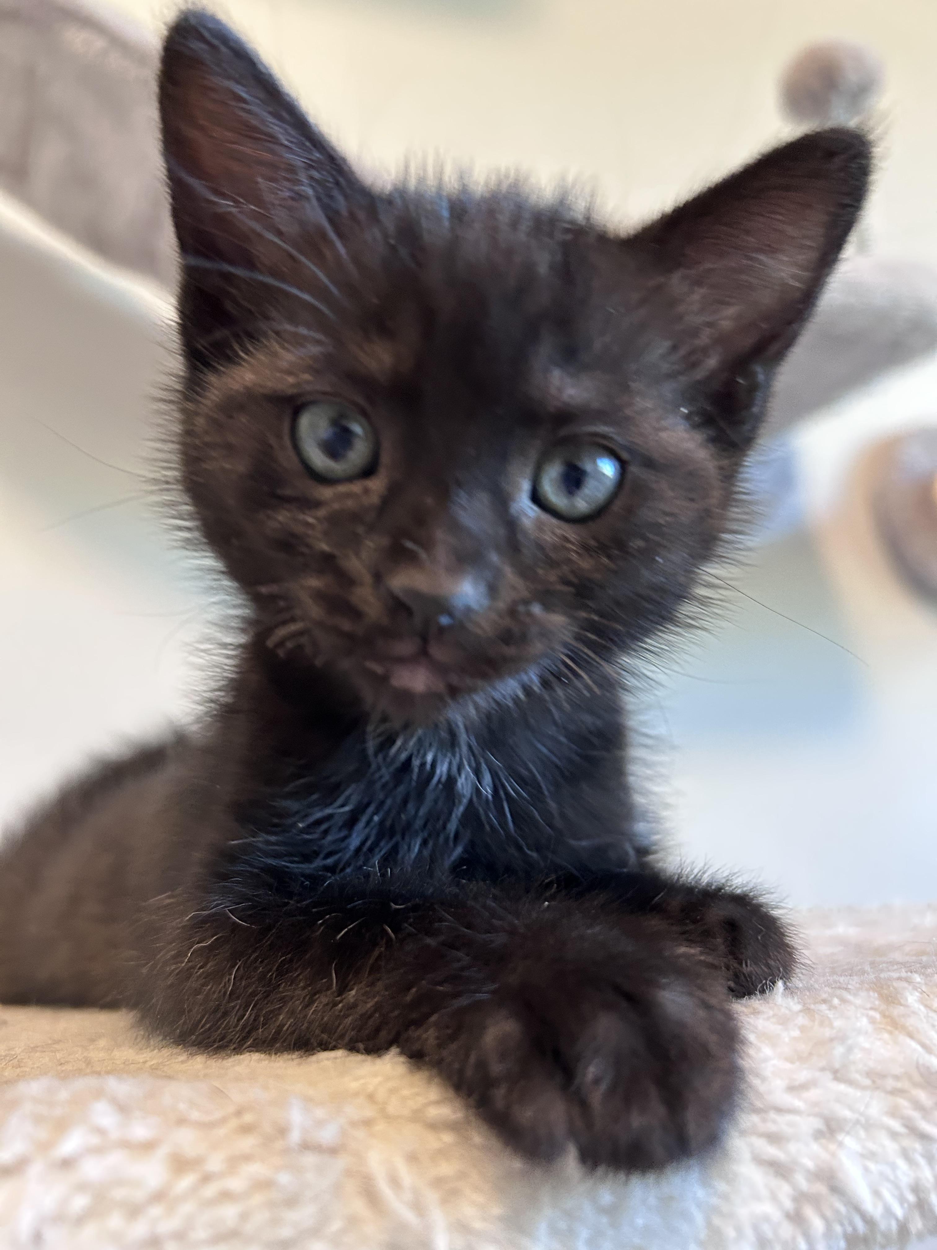 Crackle, a Adoptable Domestic Short Hair in Kamloops, BC image 3/6