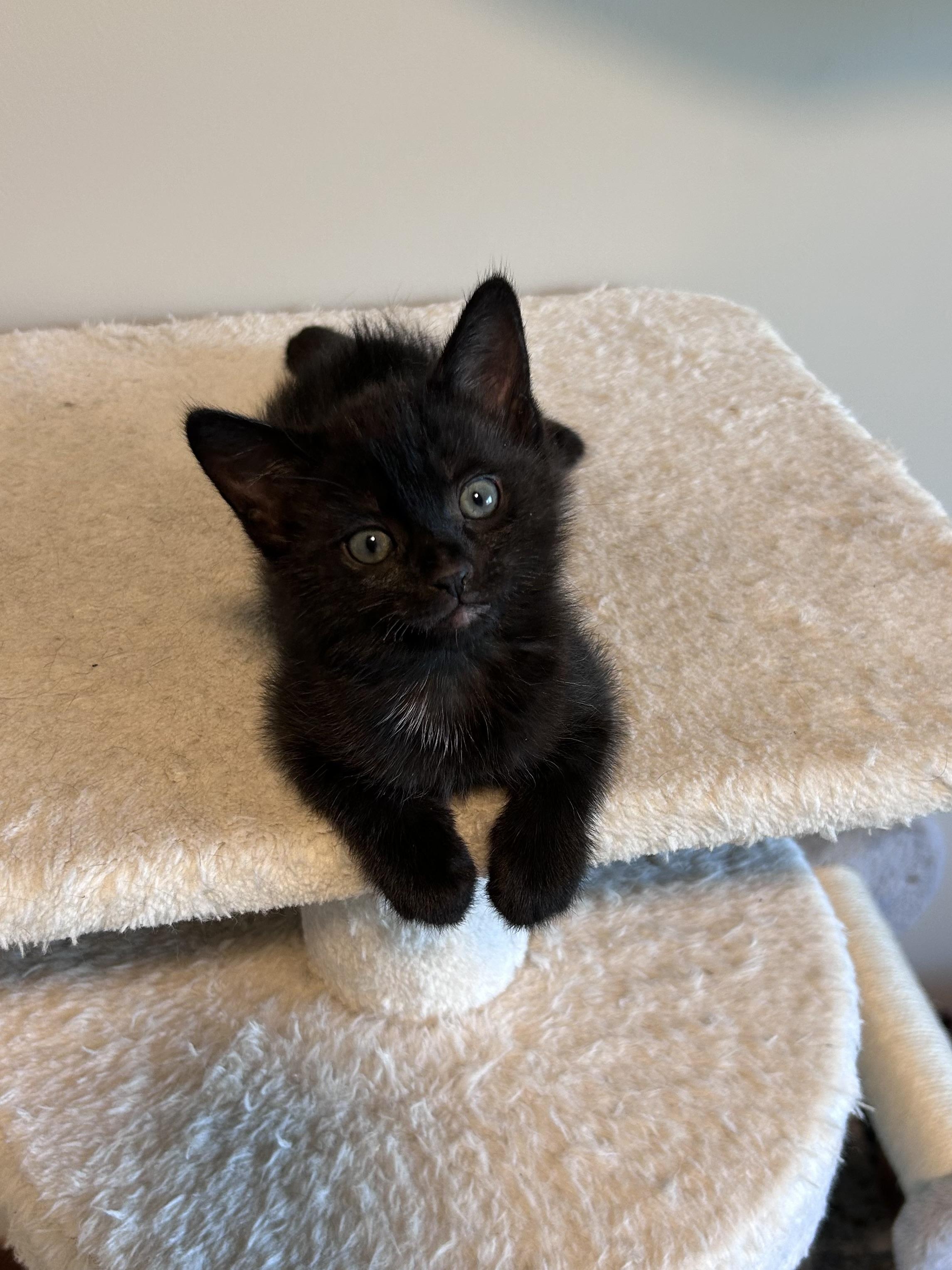 Crackle, a Adoptable Domestic Short Hair in Kamloops, BC image 4/6