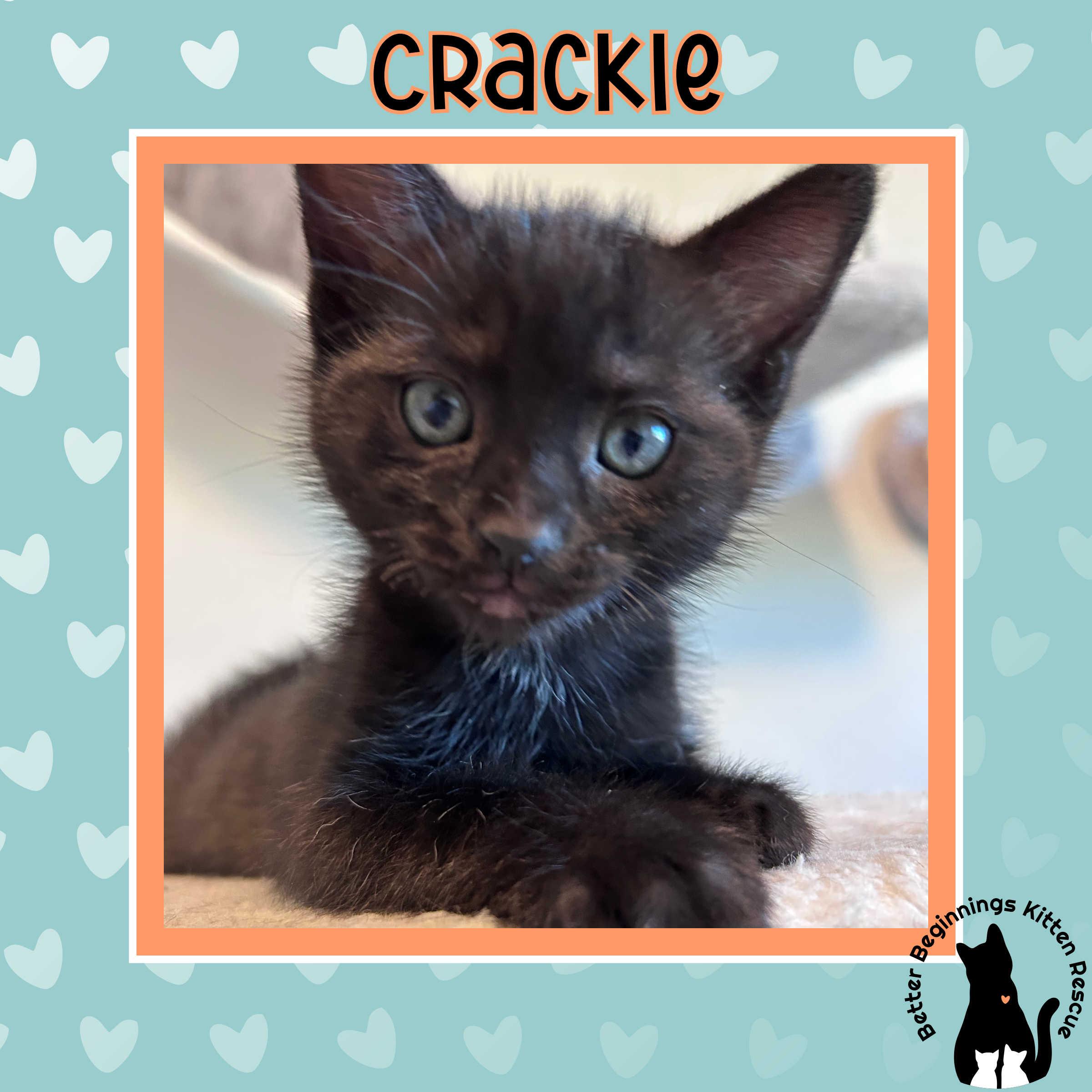 Crackle, a Adoptable Domestic Short Hair in Kamloops, BC image 5/6