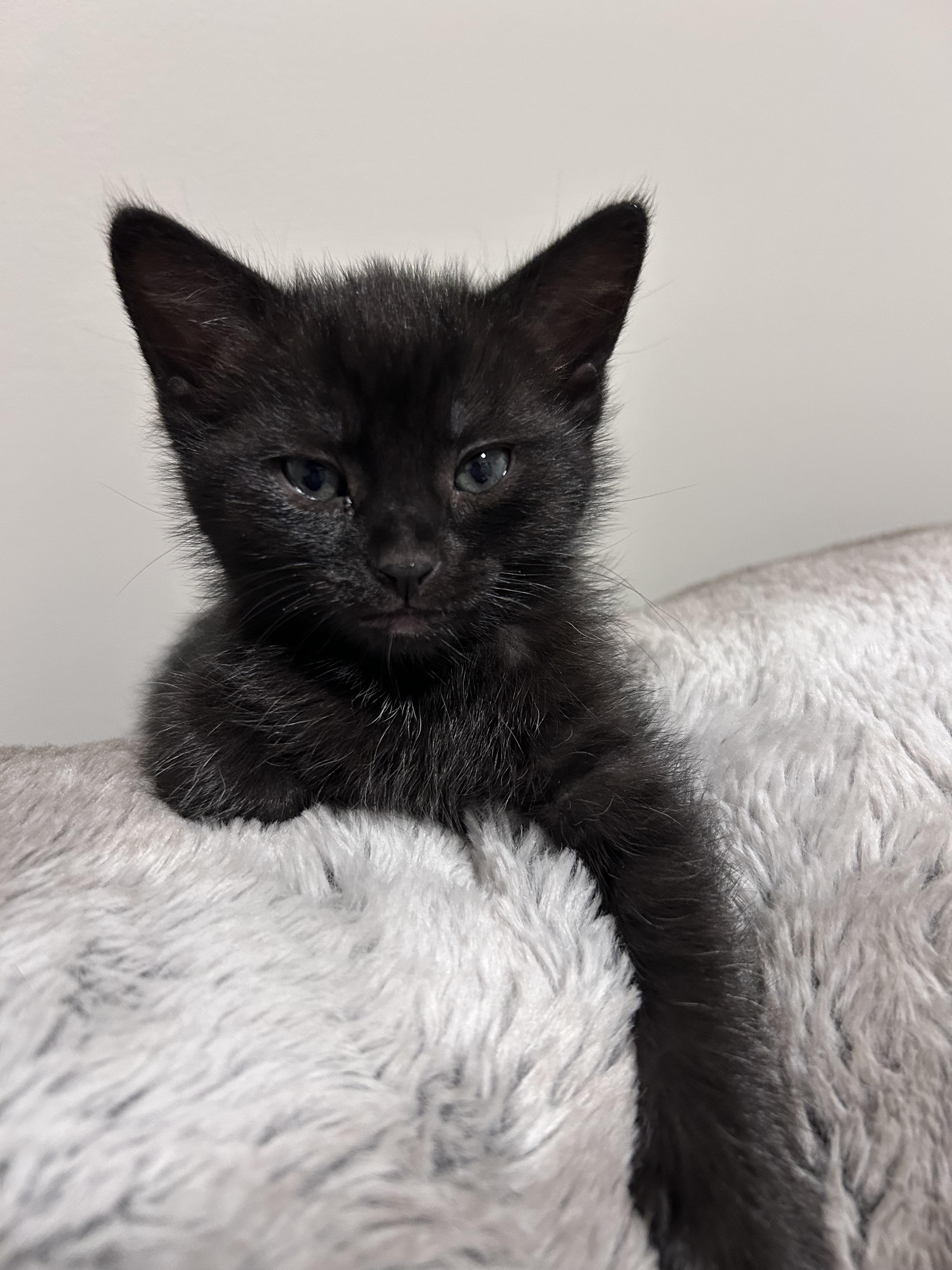 Crackle, a Adoptable Domestic Short Hair in Kamloops, BC image 6/6