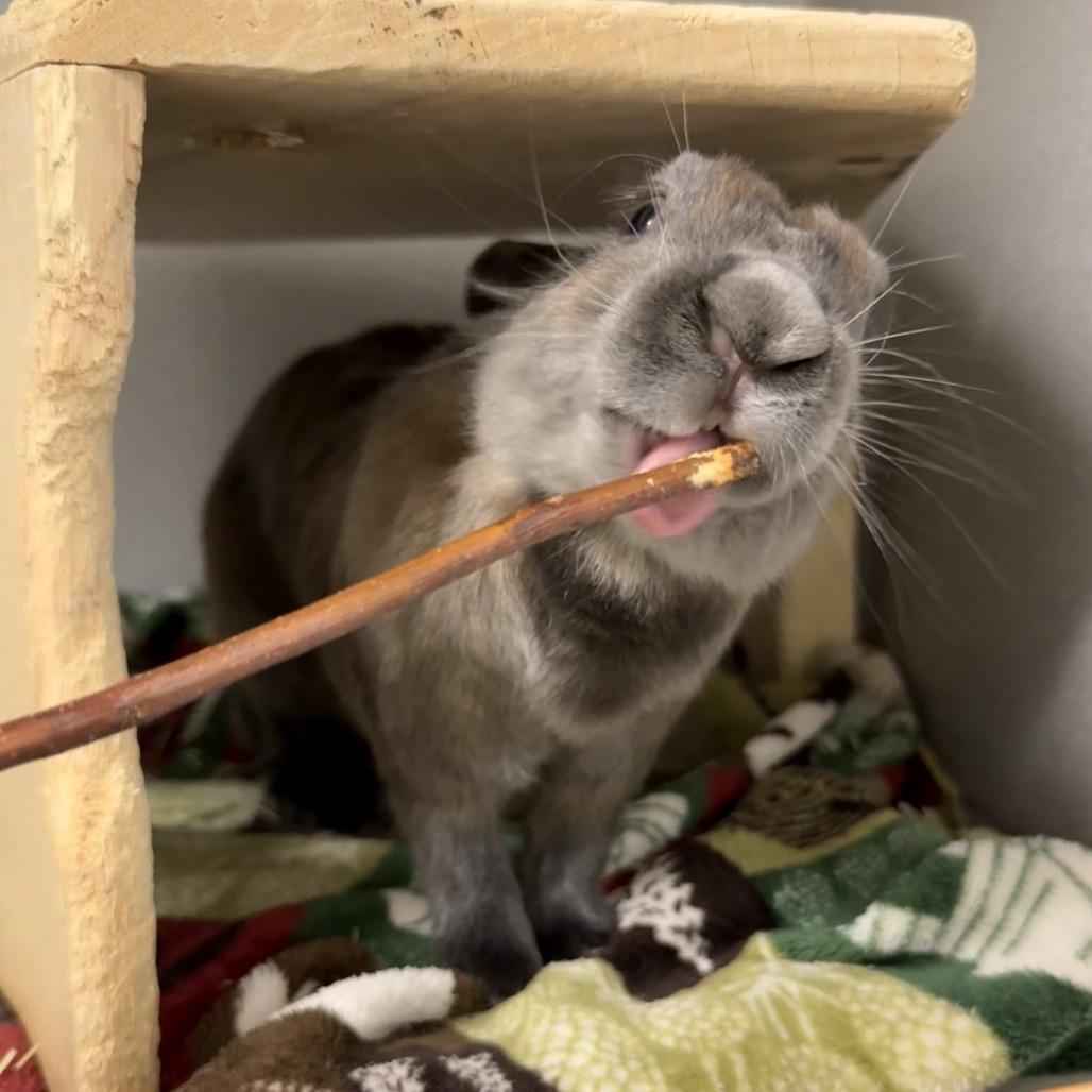 La Luna, Adoptable, Adult Female American.