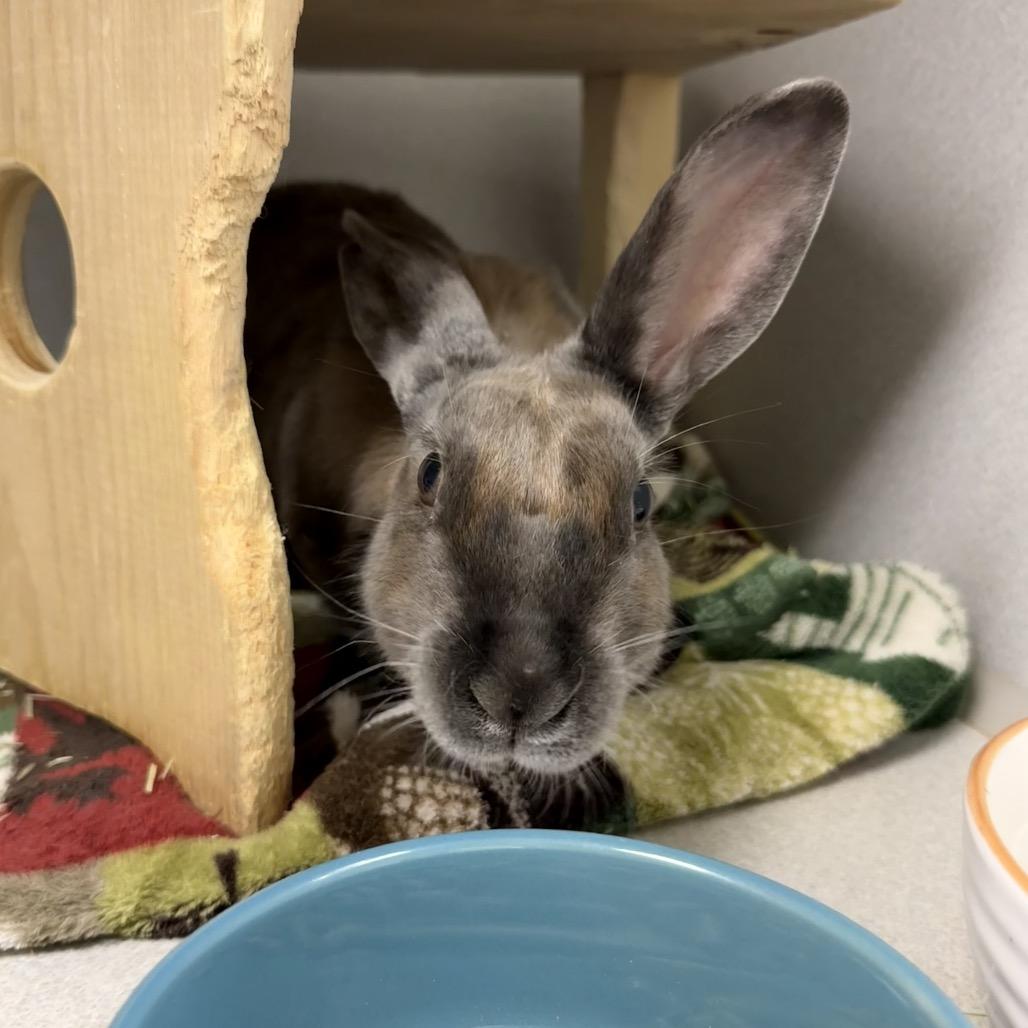 Enlarge La Luna, a Adoptable American in Pittsburgh, PA image 2/6
