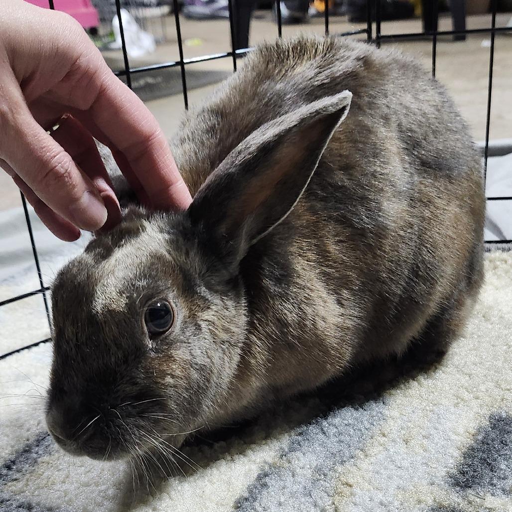 Enlarge La Luna, a Adoptable American in Pittsburgh, PA image 3/6