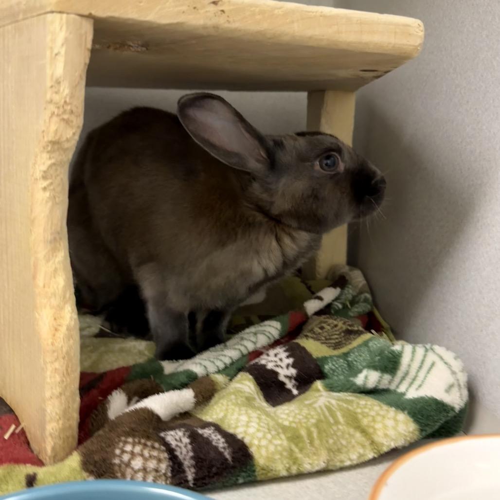 Enlarge La Luna, a Adoptable American in Pittsburgh, PA image 4/6
