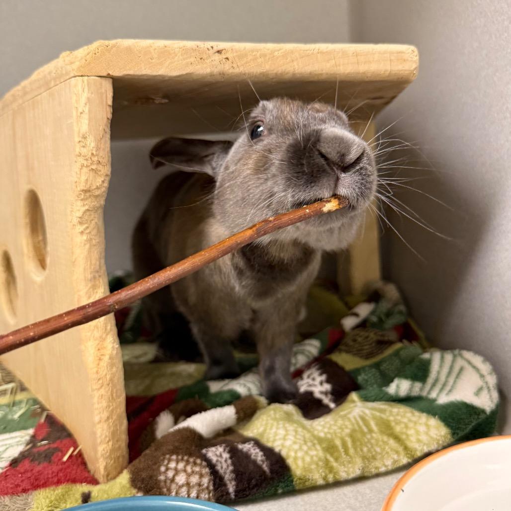 Enlarge La Luna, a Adoptable American in Pittsburgh, PA image 5/6