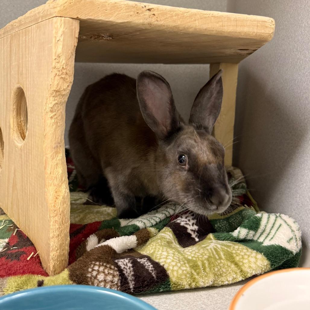 Enlarge La Luna, a Adoptable American in Pittsburgh, PA image 6/6
